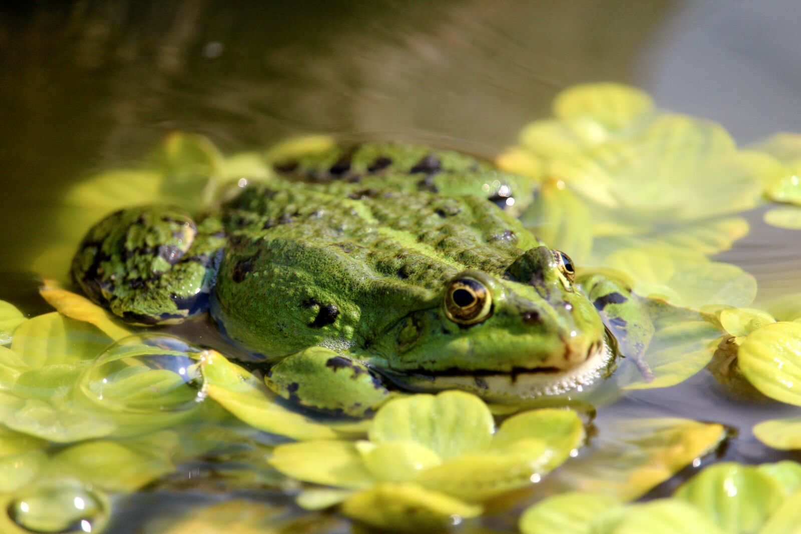 Canon EOS 1200D (EOS Rebel T5 / EOS Kiss X70 / EOS Hi) sample photo. Frog, frog pond, amphibian photography
