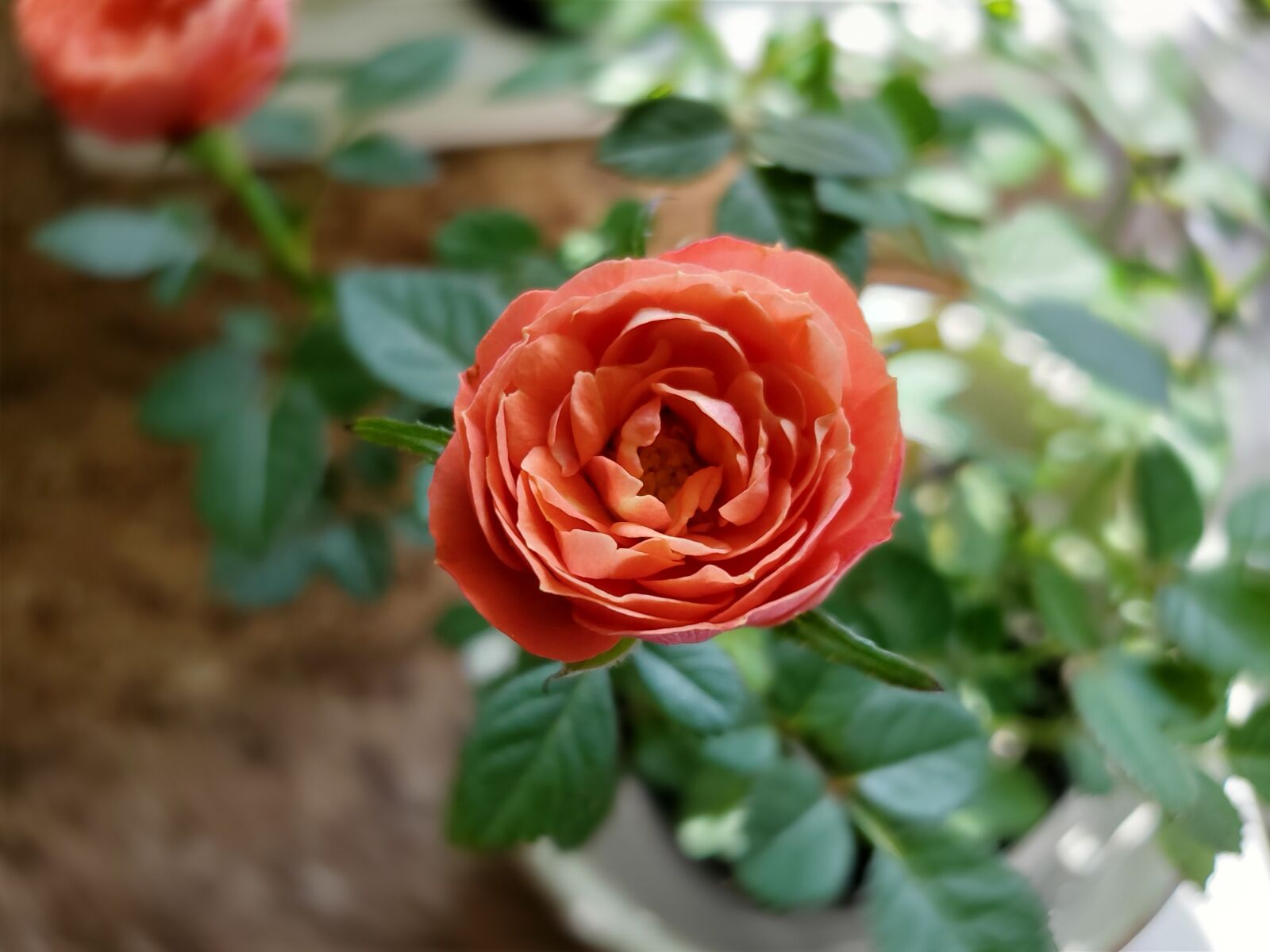 Samsung Galaxy S10 sample photo. Orange roses, miniature flowers photography