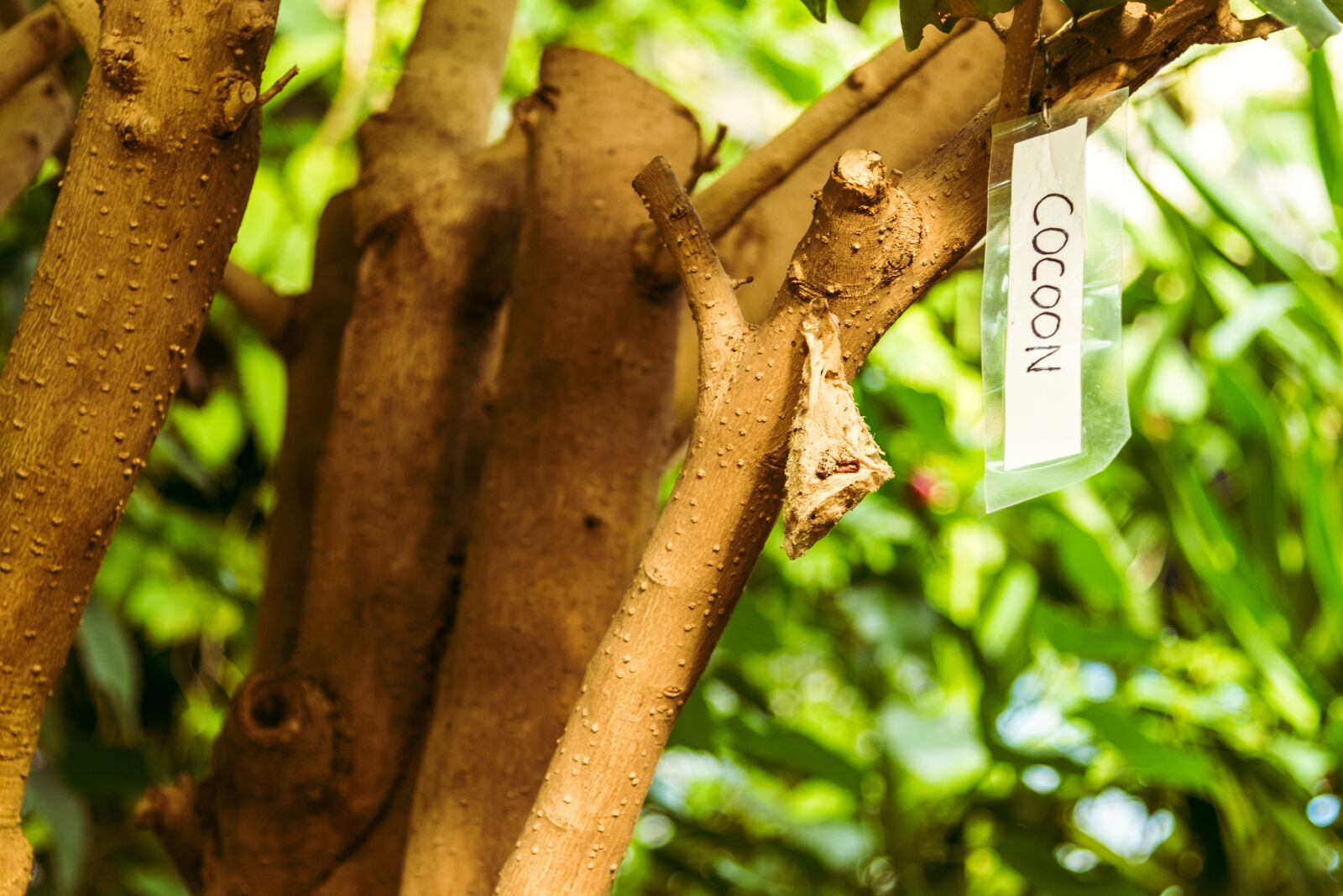 Nikon D750 sample photo. Tree, butterfly, cocoon photography