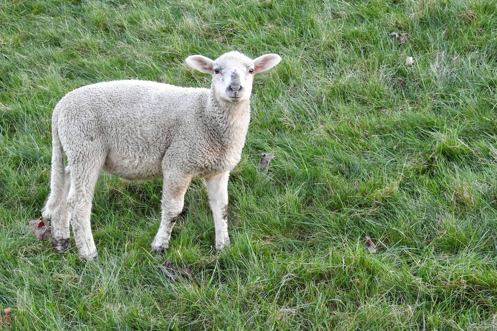 Nikon Coolpix P900 sample photo. Lamb, sheep, schäfchen photography