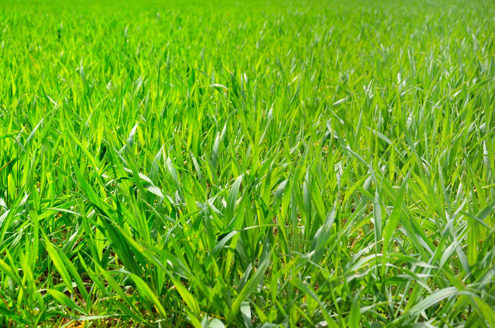 Nikon D5100 sample photo. Field, grass, green photography