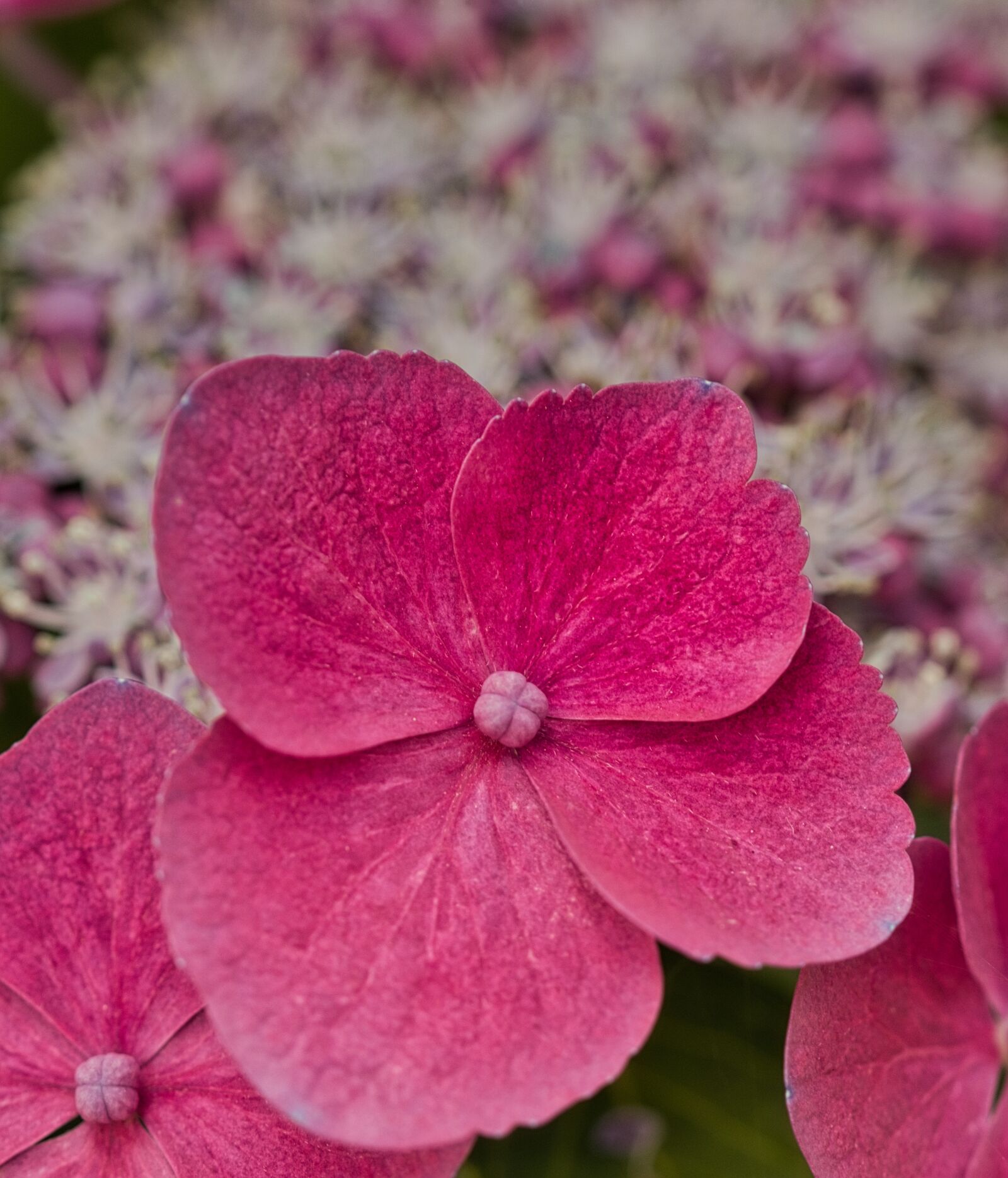 Canon EOS 200D (EOS Rebel SL2 / EOS Kiss X9) sample photo. Hydrangea, pink, nature photography