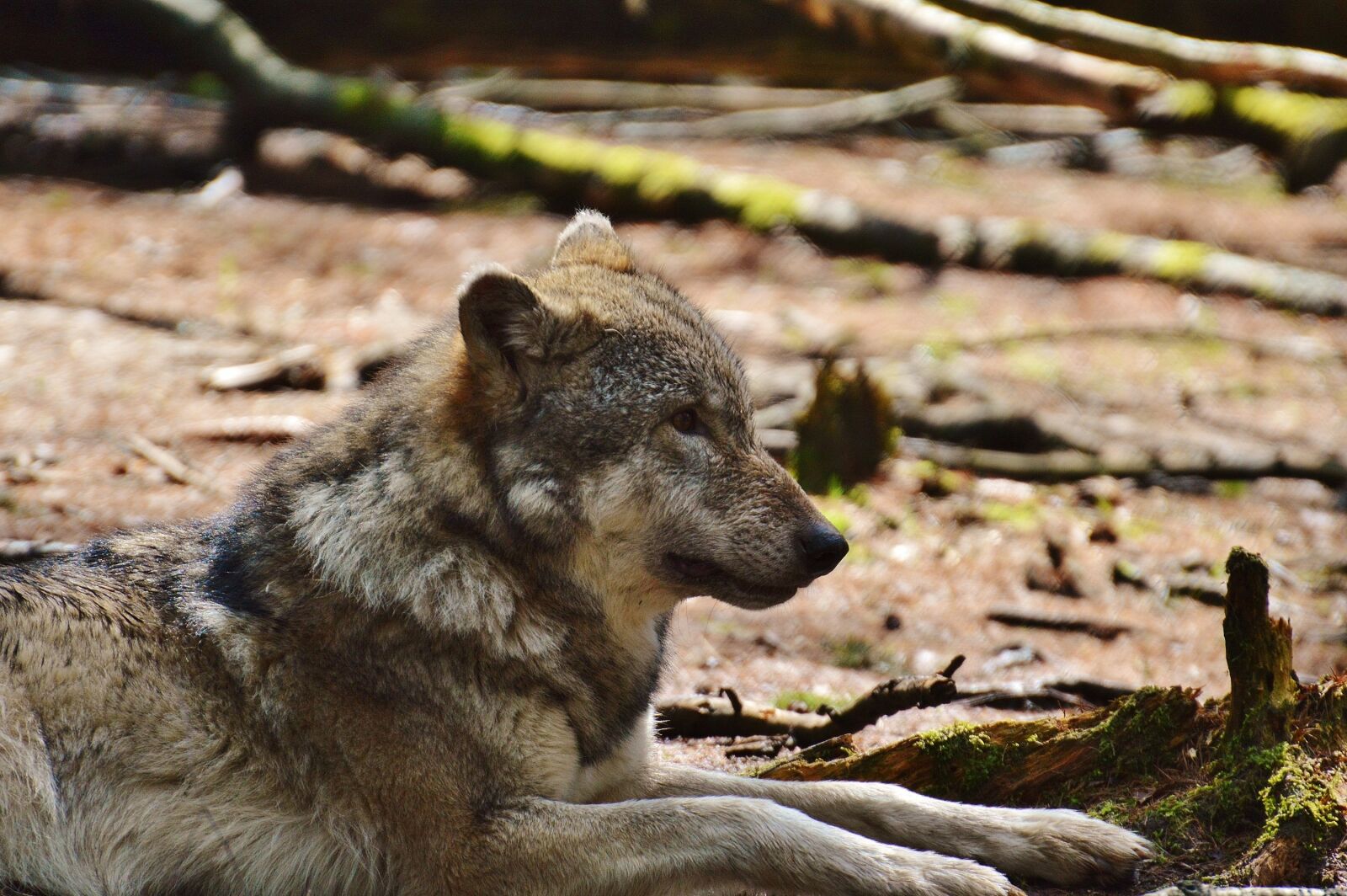 Nikon D3200 sample photo. Wolf, wildpark poing, sleeping photography