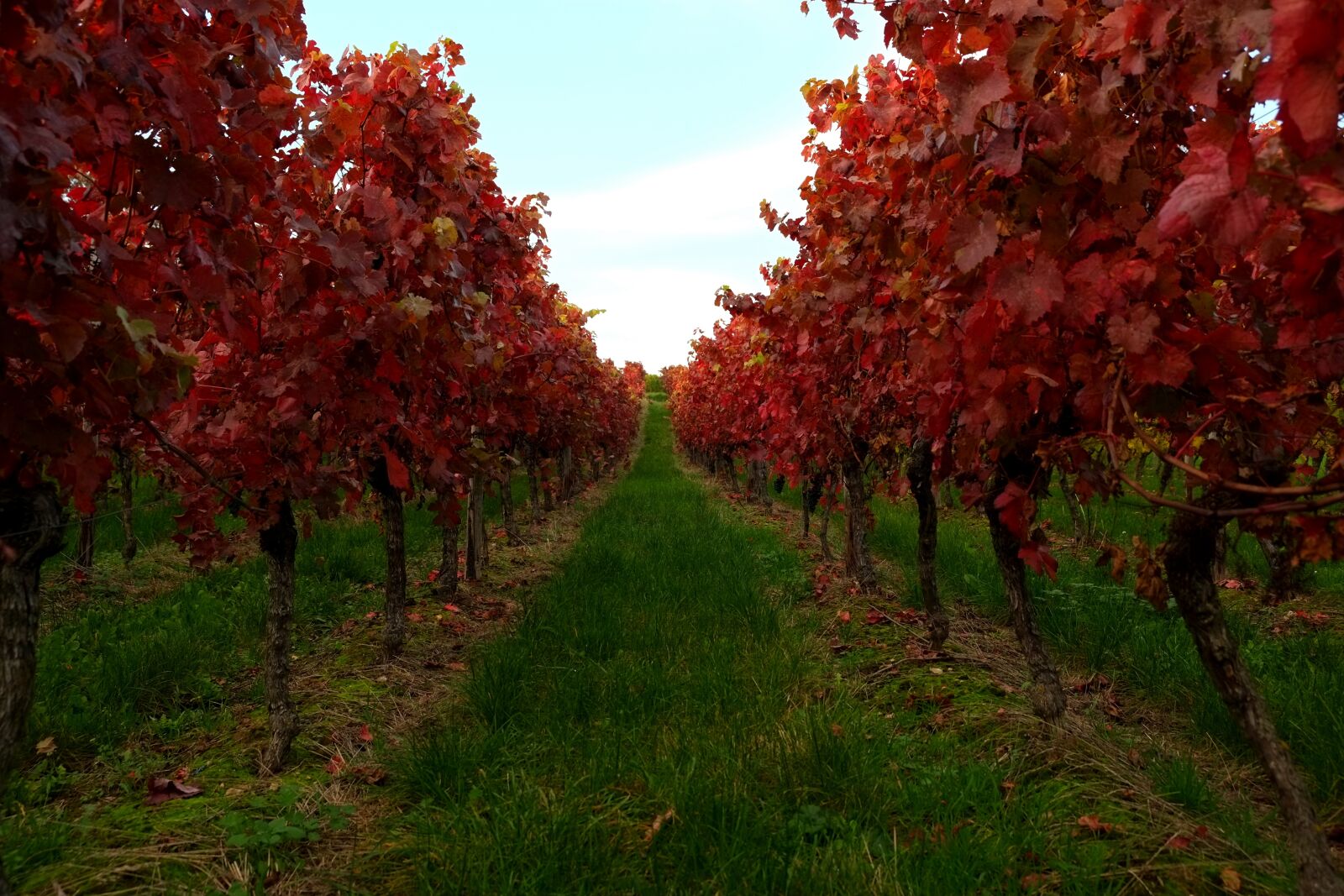 Fujifilm X-E1 sample photo. Vines, vine leaves, vine photography