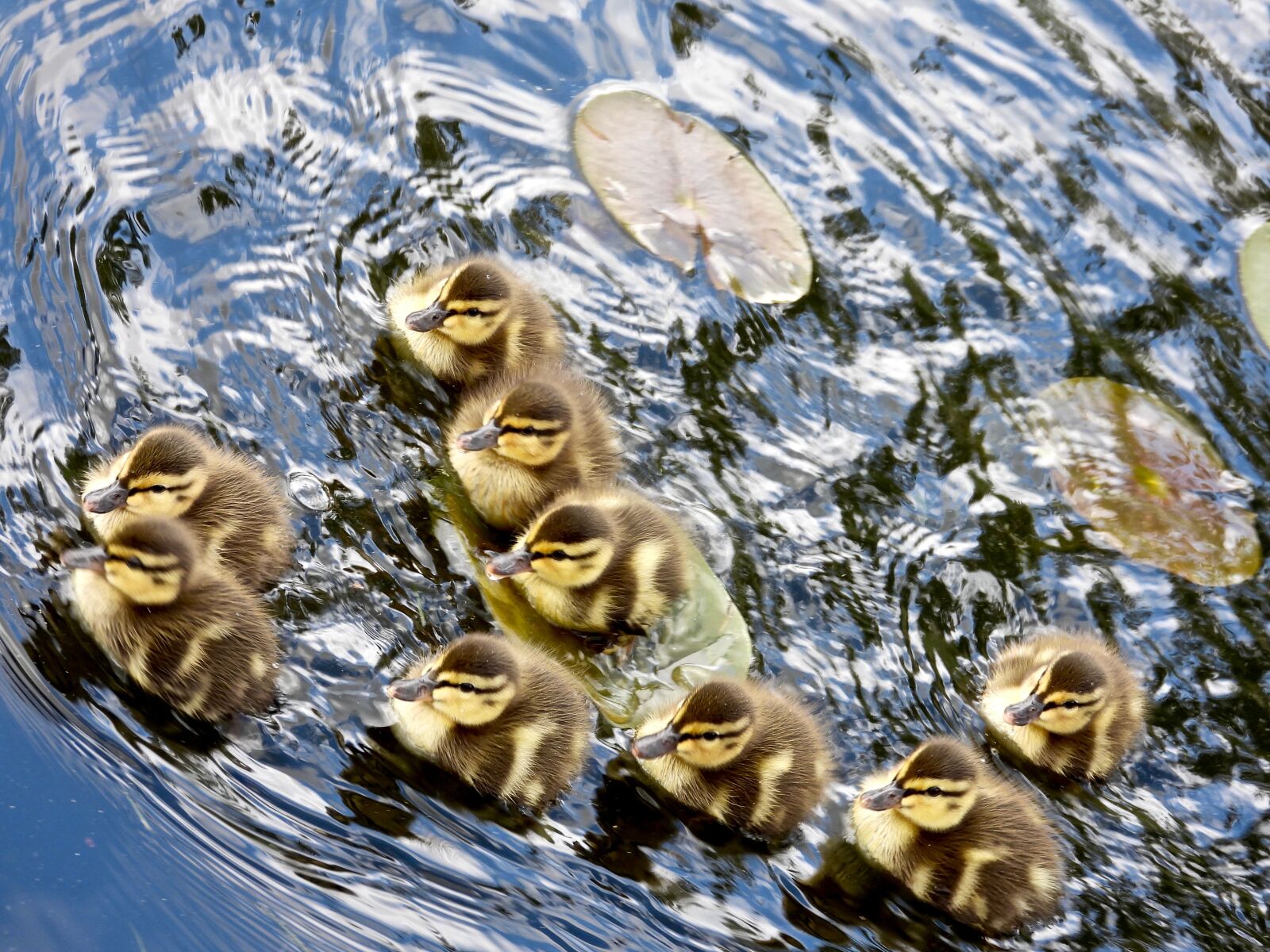 Nikon Coolpix P1000 sample photo. Ducklings, spring, nature photography