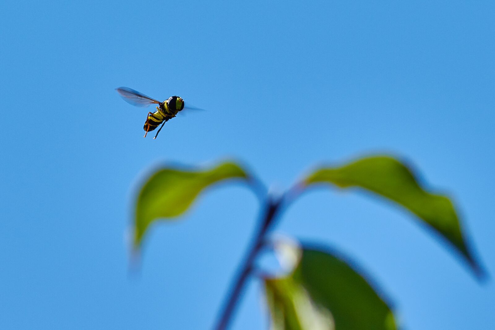 Canon EF 300mm F4L IS USM sample photo. Fly, flying, leaf photography