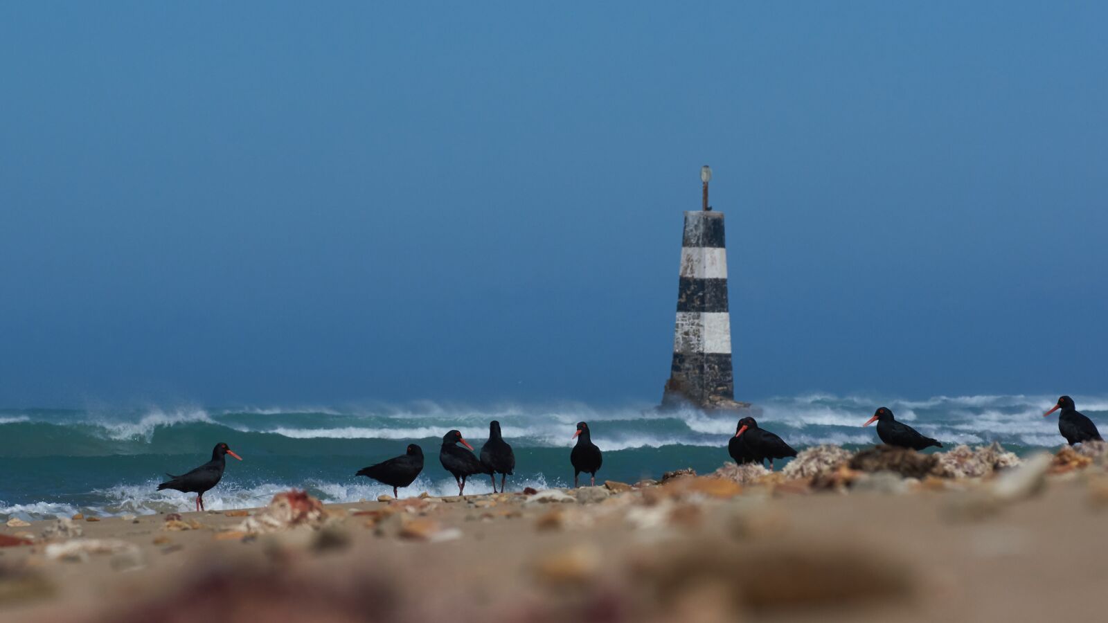 Sony SLT-A55 (SLT-A55V) sample photo. Oystercatcher, beach, sea photography