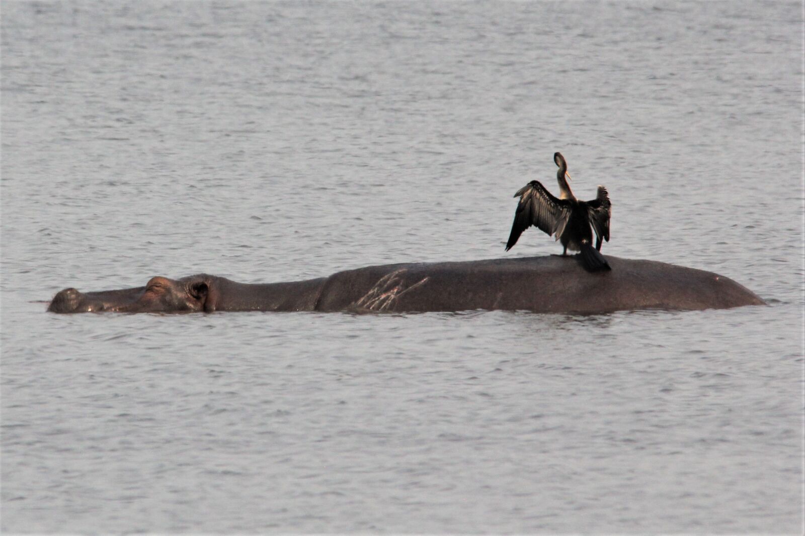 Canon EOS 60D sample photo. Snake, bird, watching photography