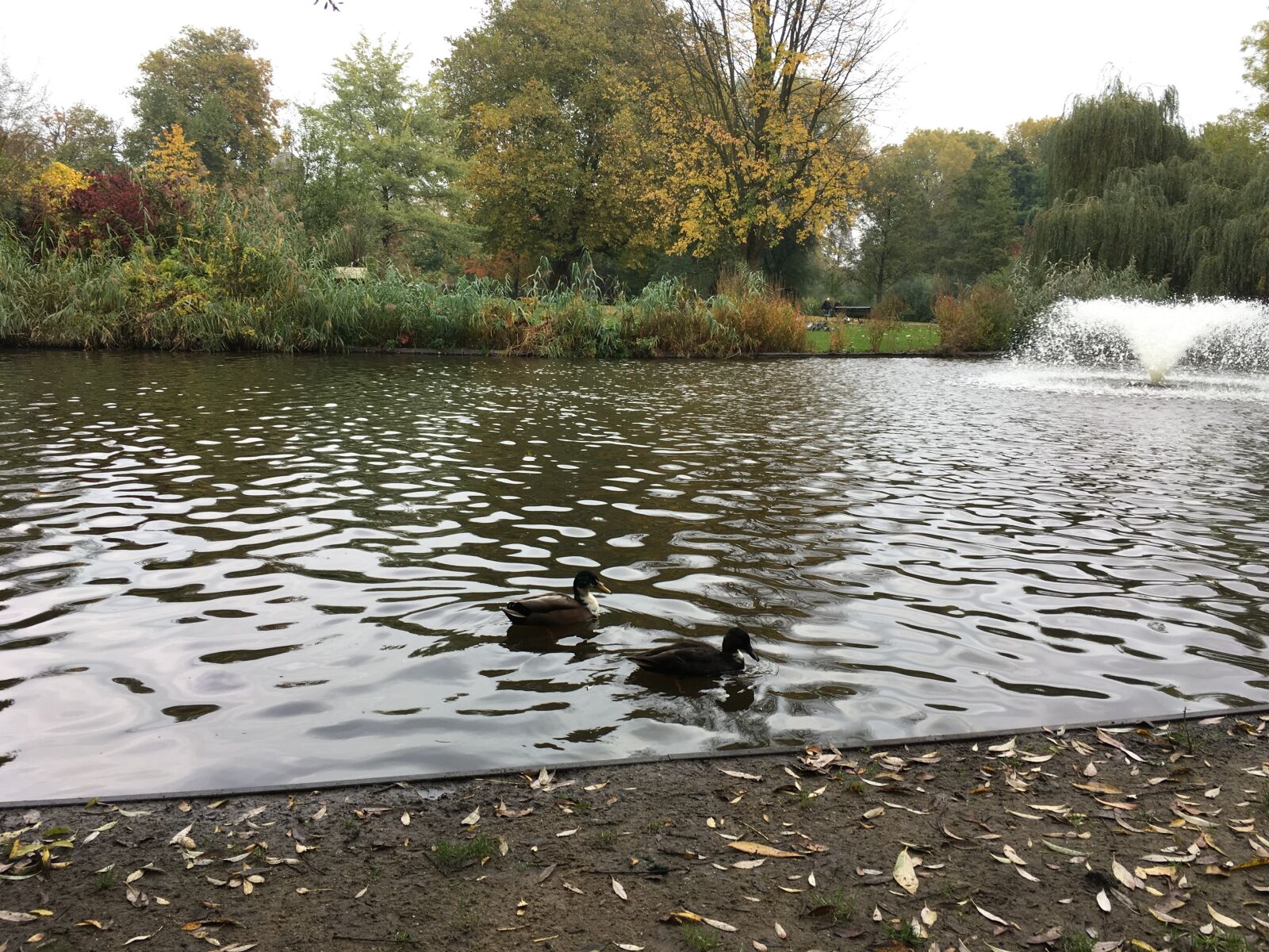 iPhone SE back camera 4.15mm f/2.2 sample photo. Amsterdam photography