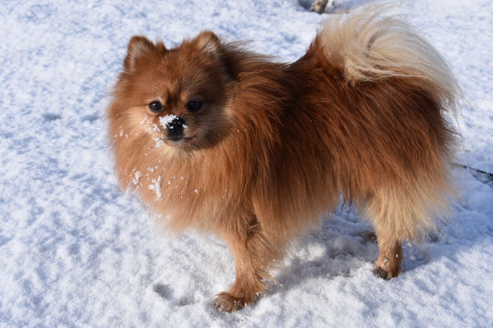 Nikon D3400 sample photo. Spitz, dog, winter photography