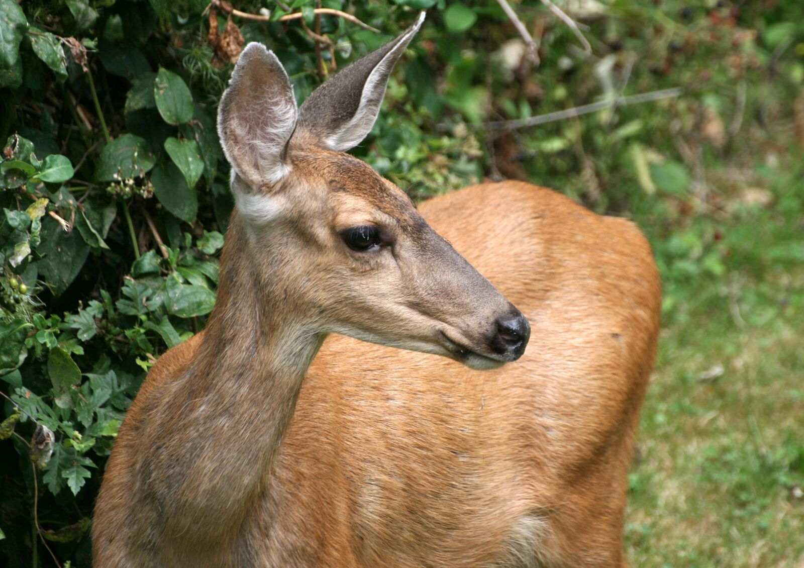 Canon EOS 400D (EOS Digital Rebel XTi / EOS Kiss Digital X) sample photo. Mule deer, doe, deer photography