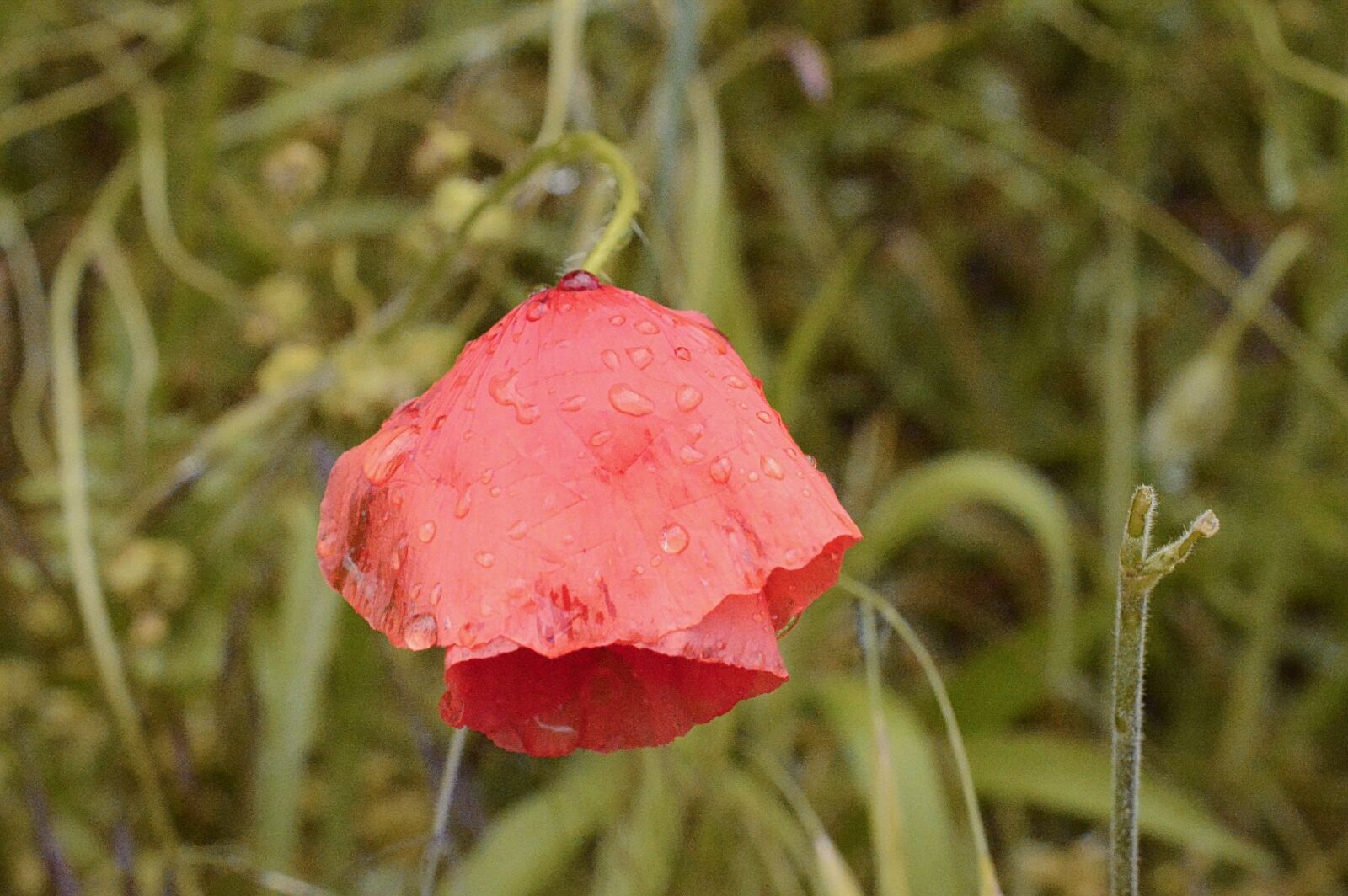Nikon D3200 sample photo. Flower, poppy, dew photography