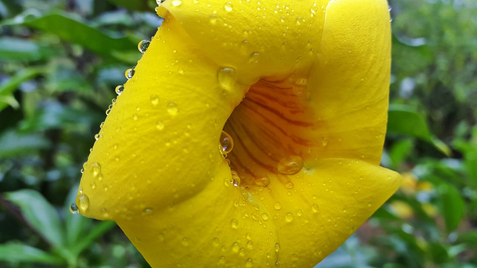 Samsung Galaxy S5 sample photo. Beautiful, drops, flower, honduras photography