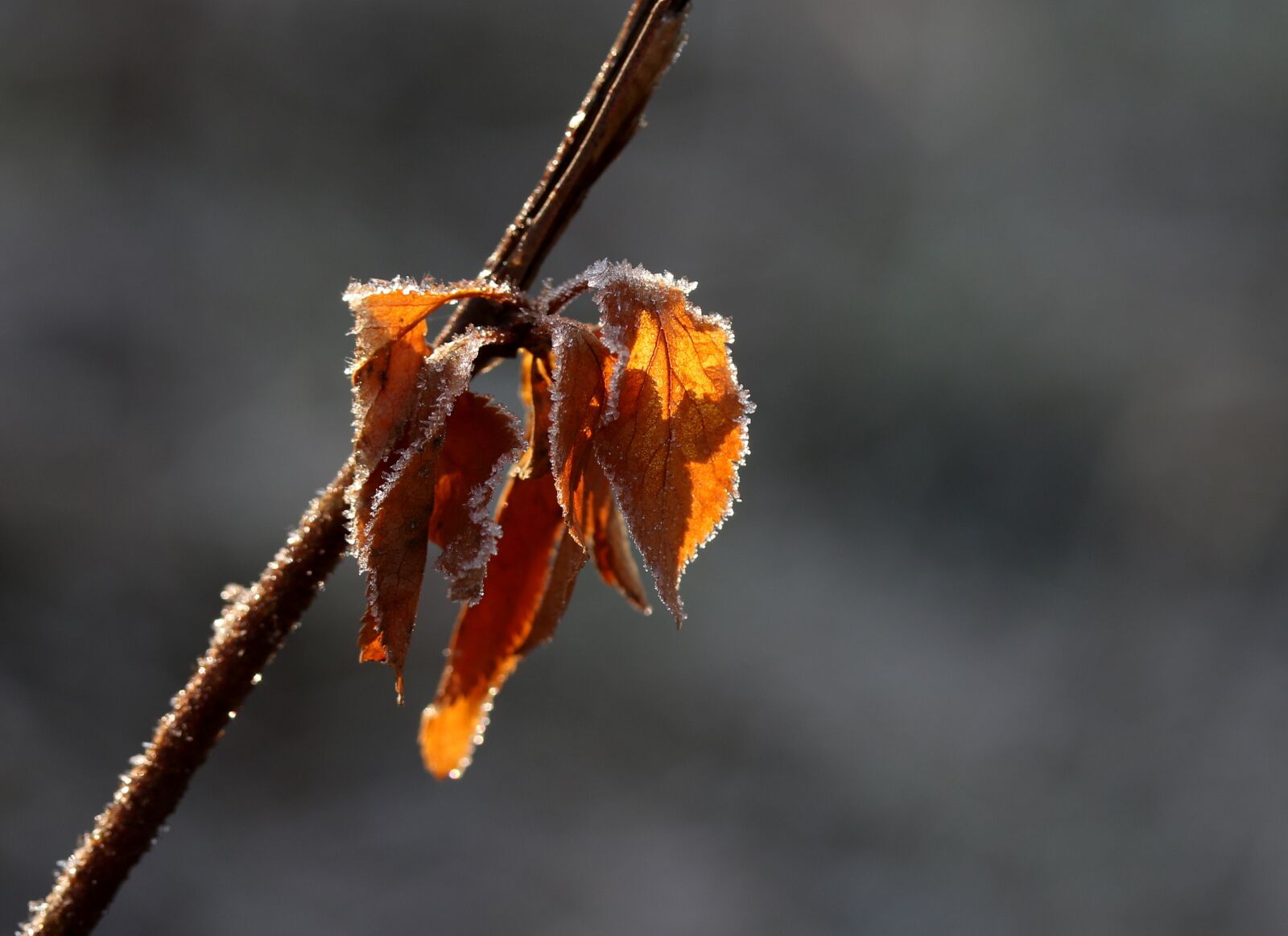 Canon EF-S 60mm F2.8 Macro USM sample photo. Leaf, yellow, frozen photography