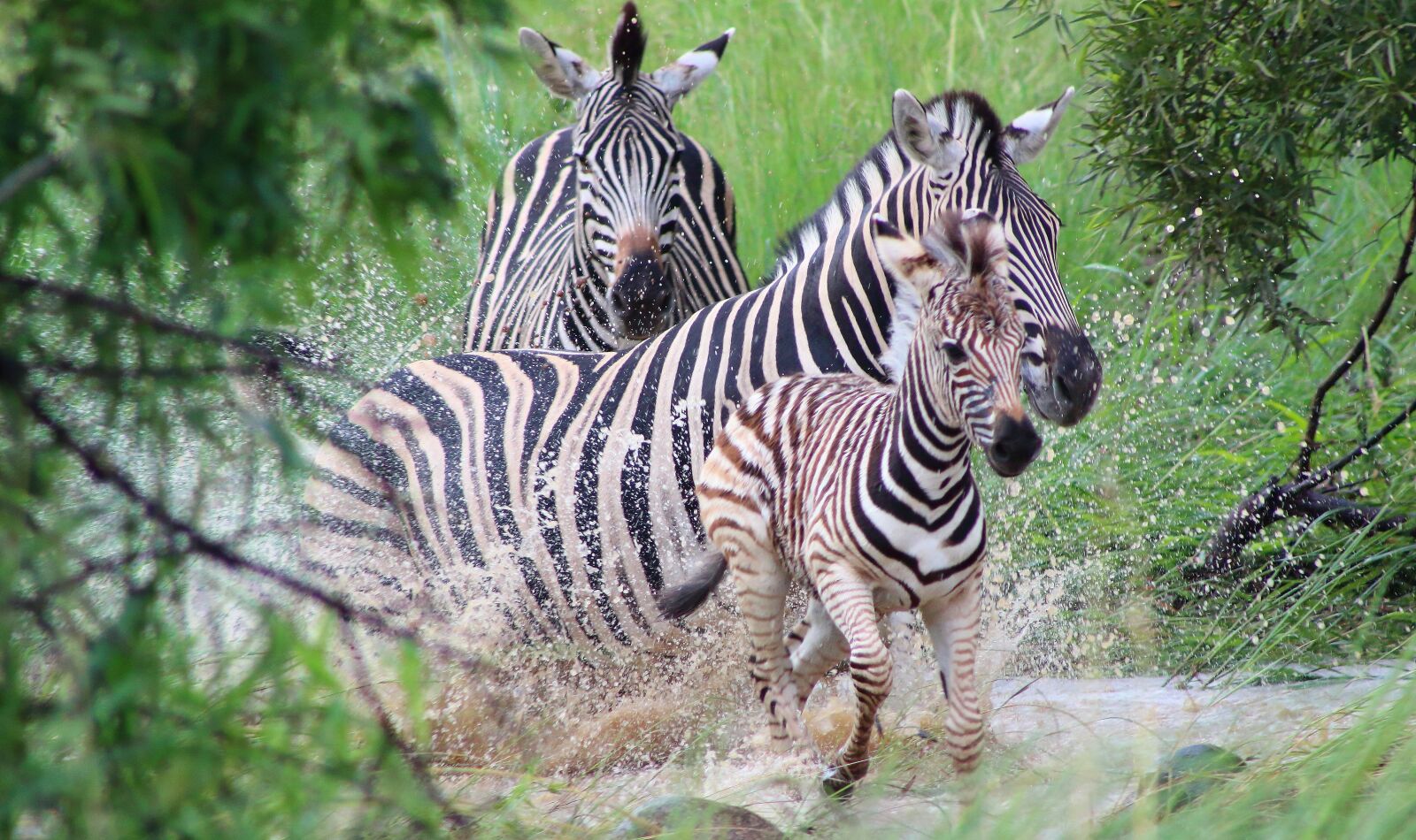 Canon EOS 1300D (EOS Rebel T6 / EOS Kiss X80) + Canon EF 75-300mm f/4-5.6 sample photo. Zebra, animal, wildlife photography