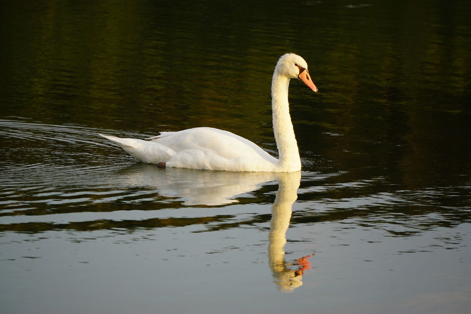 Sony a6000 sample photo. Swan, water, bird photography