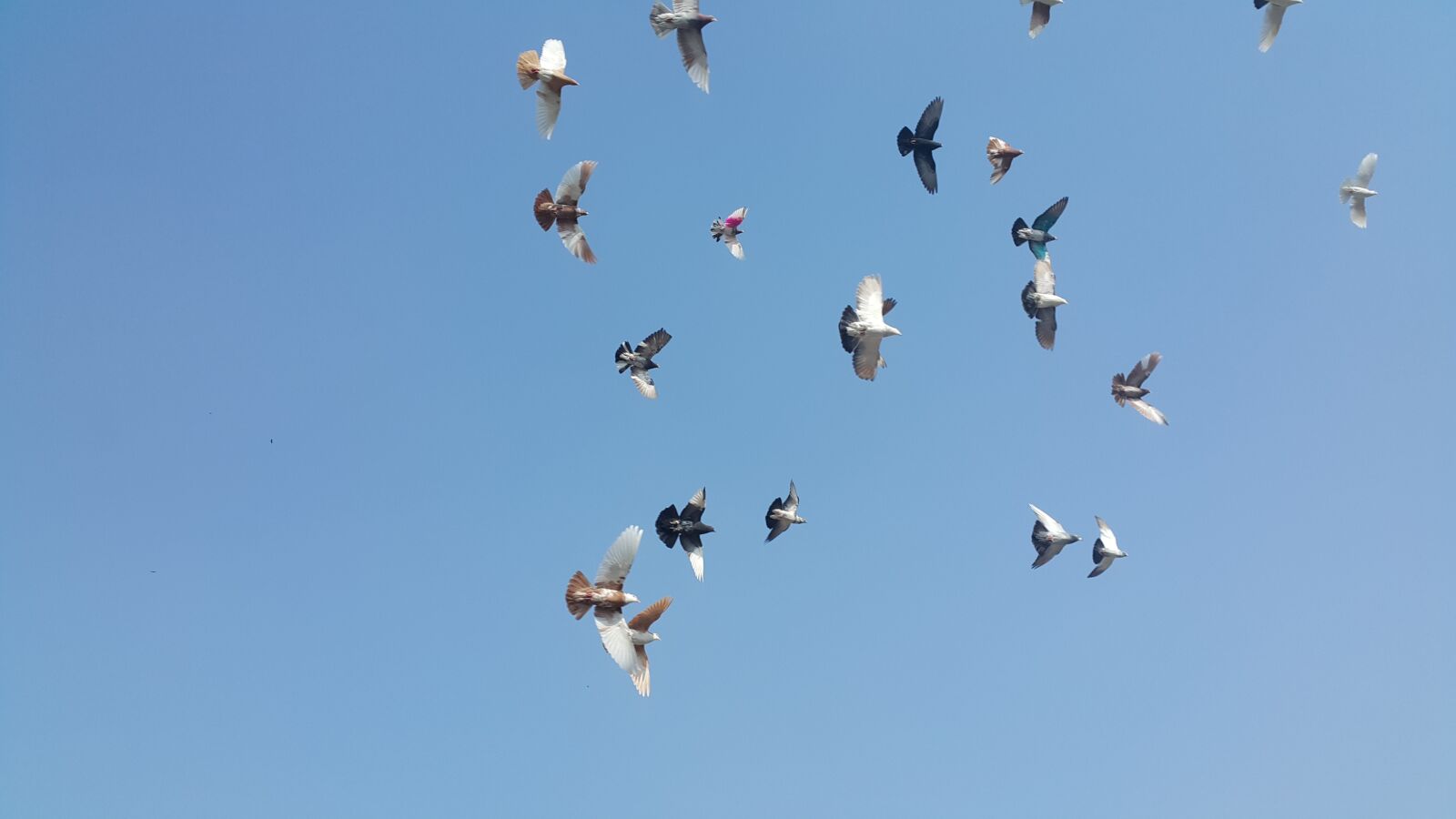 Samsung Galaxy Note4 sample photo. Birds, pigeons, sky photography
