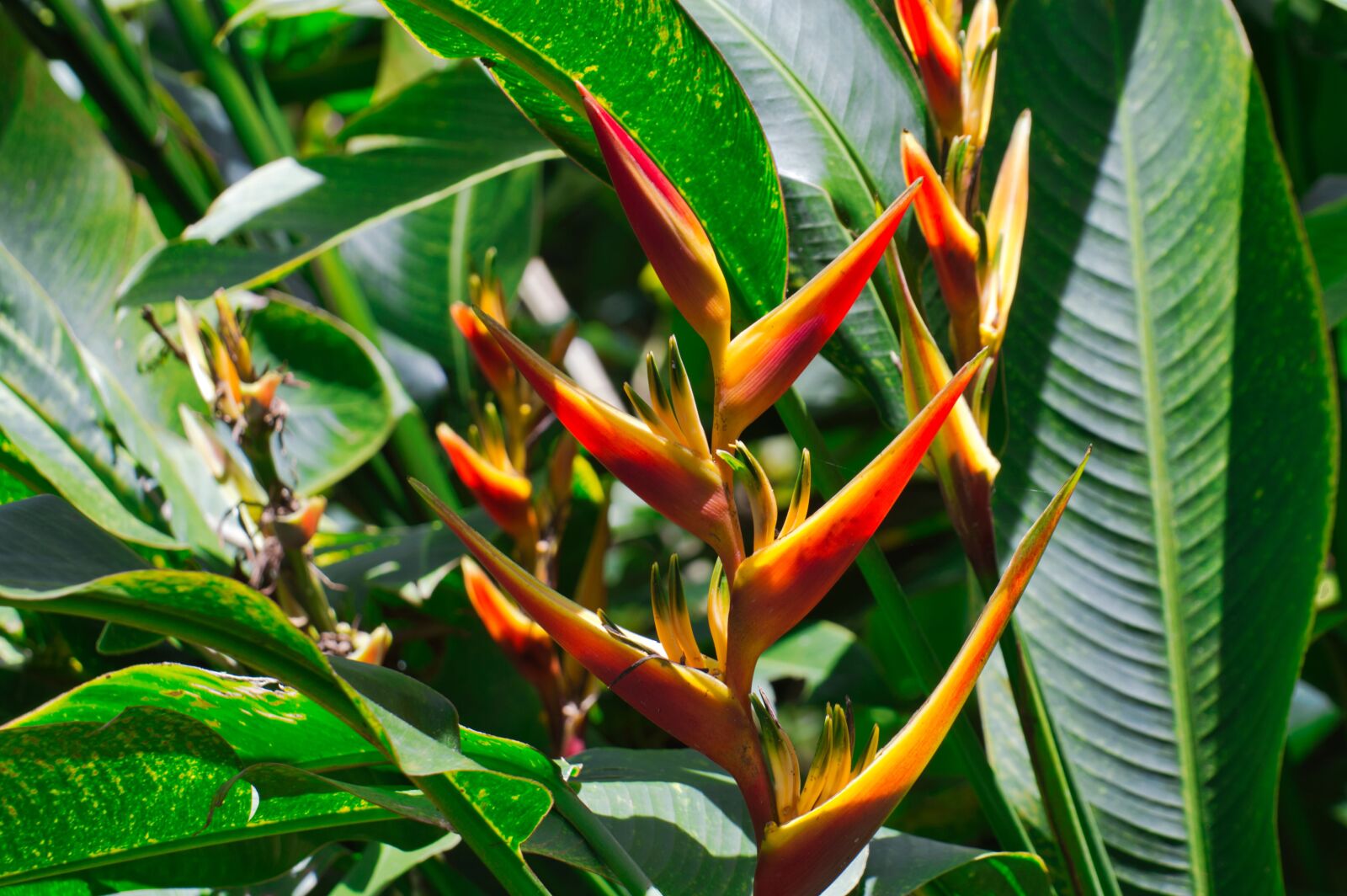 Nikon D3200 sample photo. Cartago, costa rica, heliconia photography