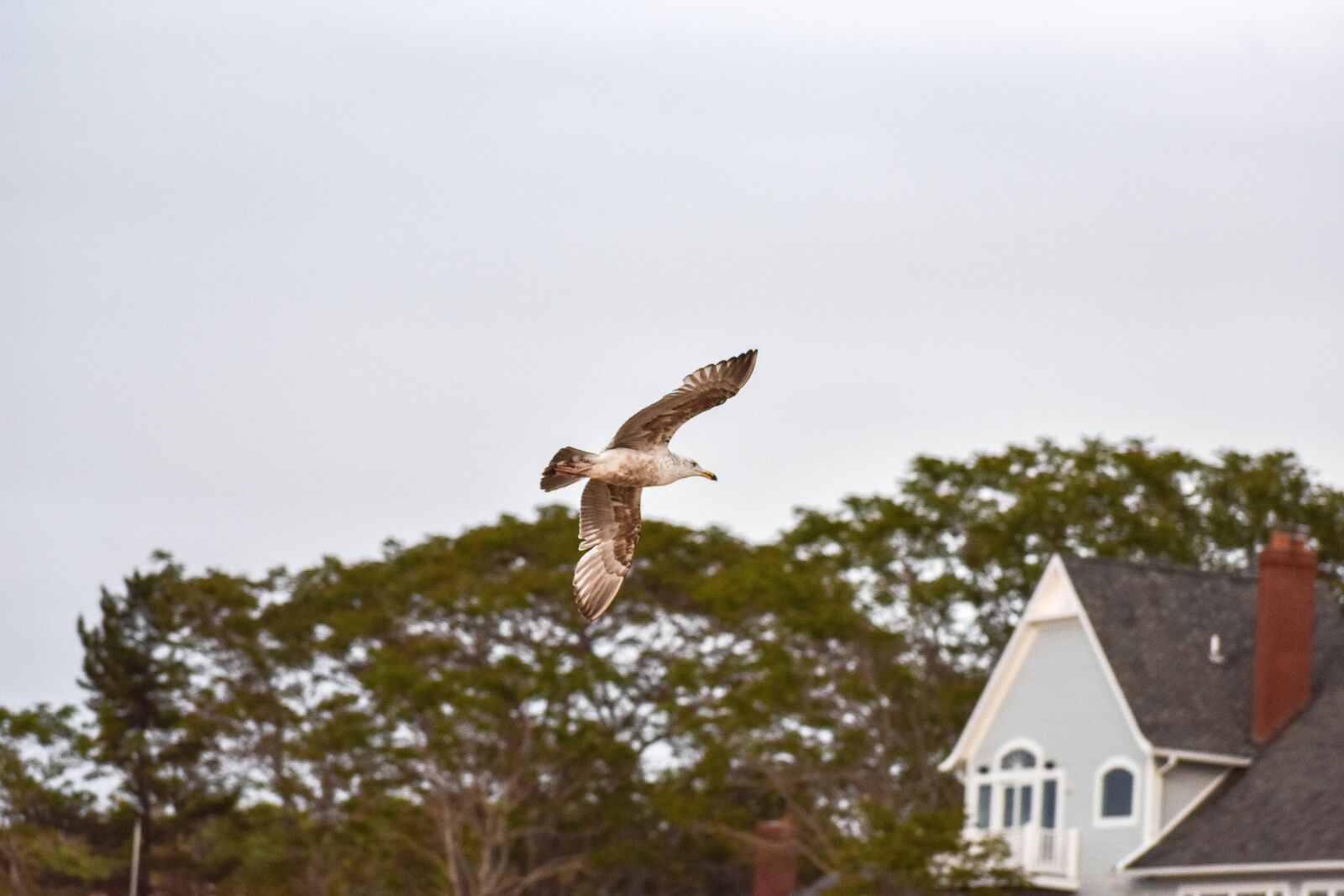 Nikon D3400 sample photo. Seagull, house, sand photography