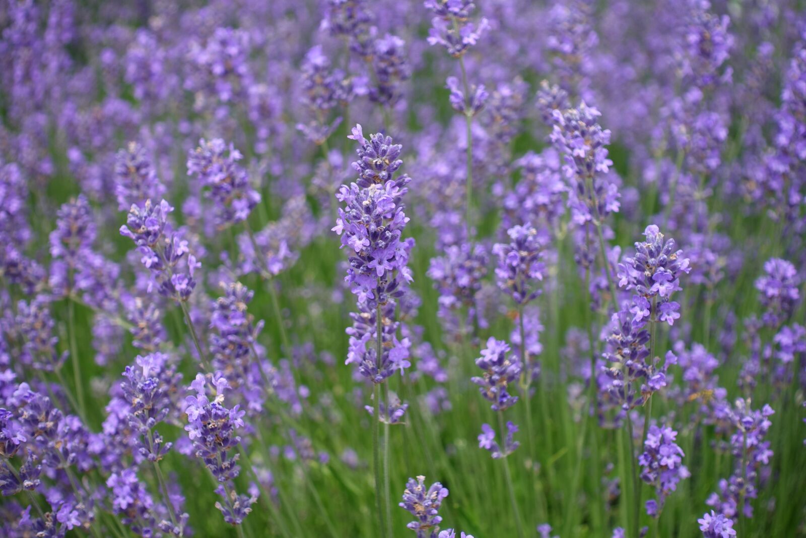 Sony Cyber-shot DSC-RX100 IV sample photo. Lavender, flowers, lavender field photography