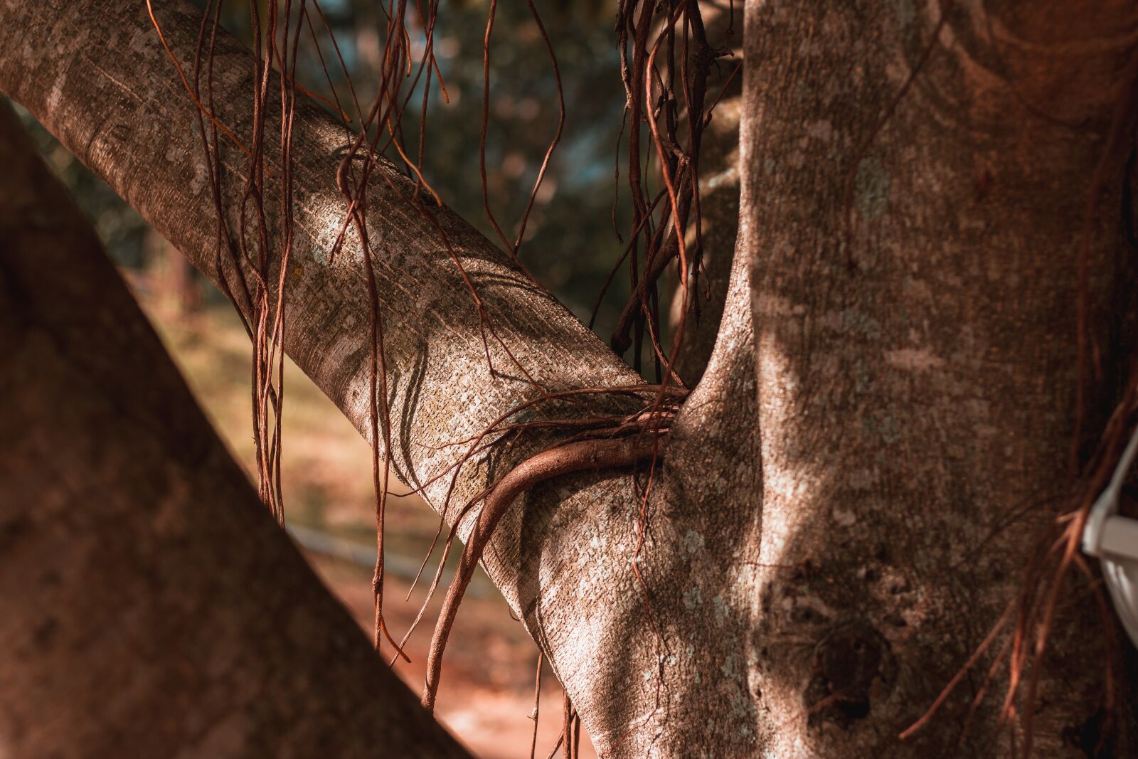 Canon EOS 70D + Canon EF 50mm F1.8 STM sample photo. Banyan tree, vines, fibers photography