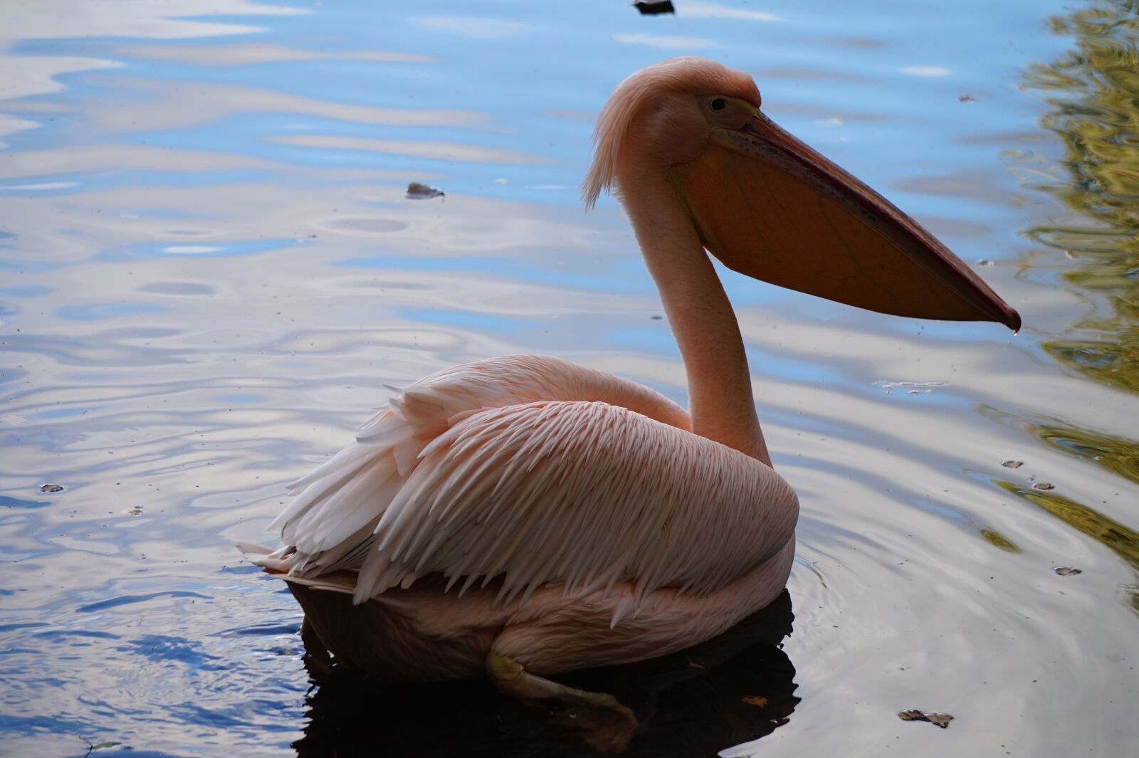 Sony Alpha a5000 (ILCE 5000) + Sony E 55-210mm F4.5-6.3 OSS sample photo. Pink, pelican, water photography