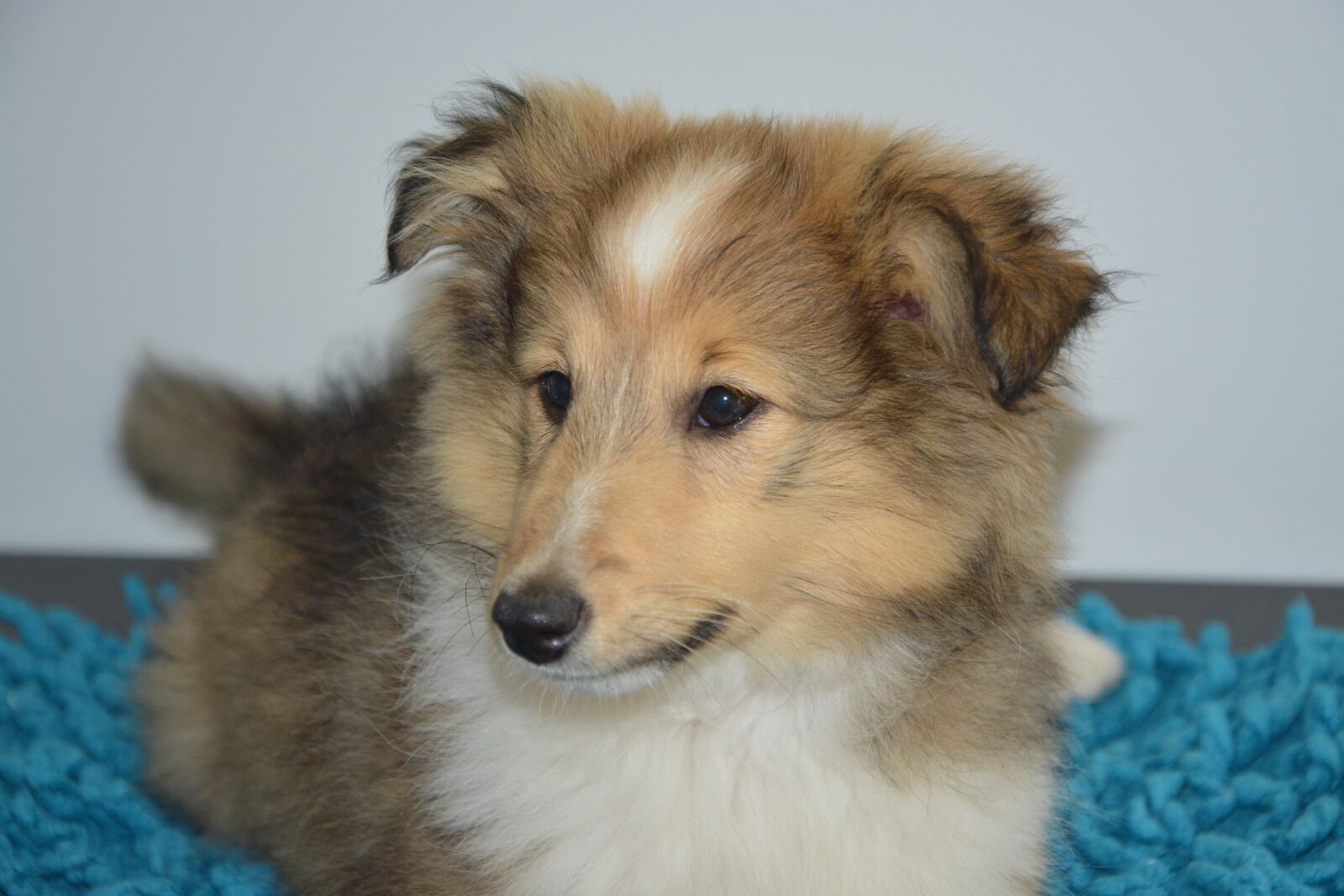 Nikon D5200 sample photo. Shepherd shetland, dog, domestic photography