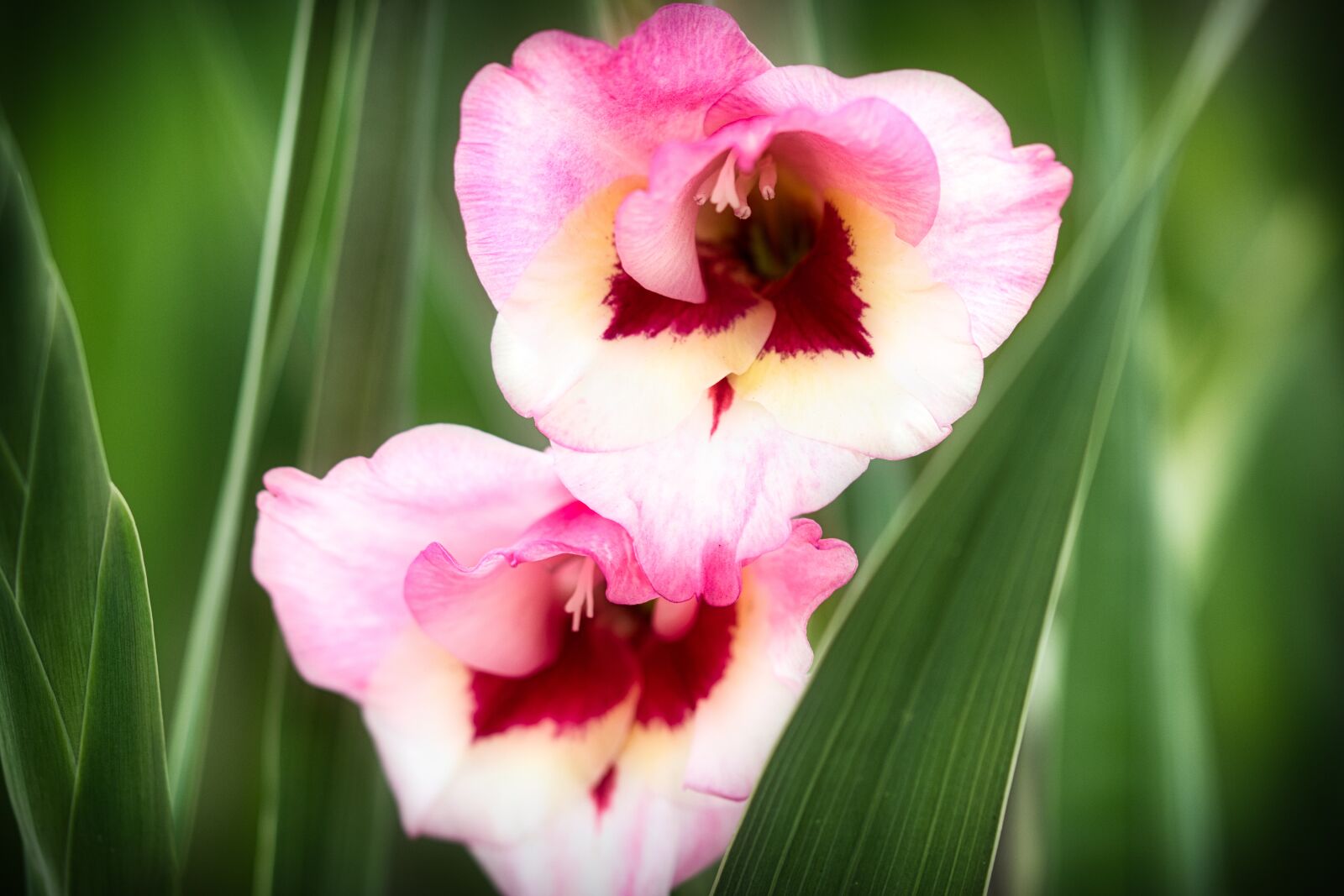Canon EOS 200D (EOS Rebel SL2 / EOS Kiss X9) sample photo. Gladiolus, flower, blossom photography