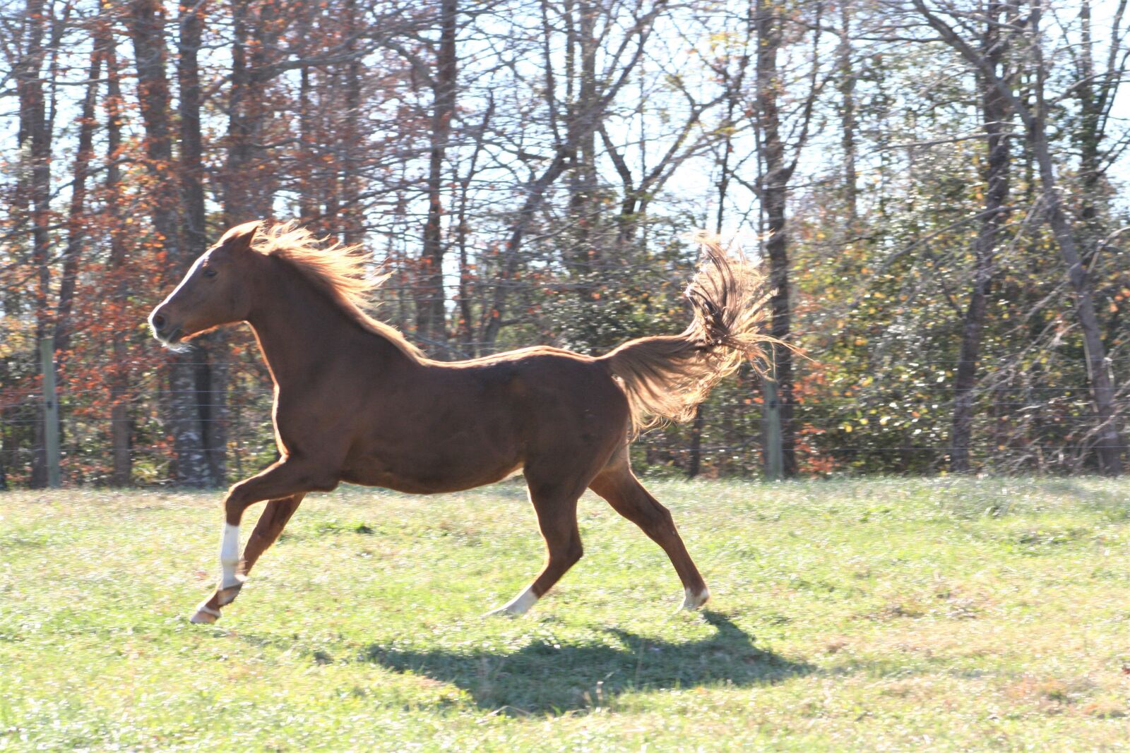 Canon EOS 350D (EOS Digital Rebel XT / EOS Kiss Digital N) sample photo. Arabian, galloping, horse photography
