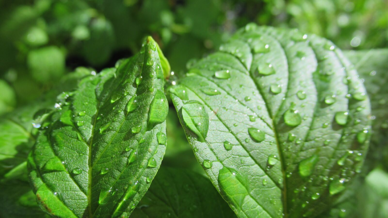 Canon PowerShot SX620 HS sample photo. Green, rain, leaves photography
