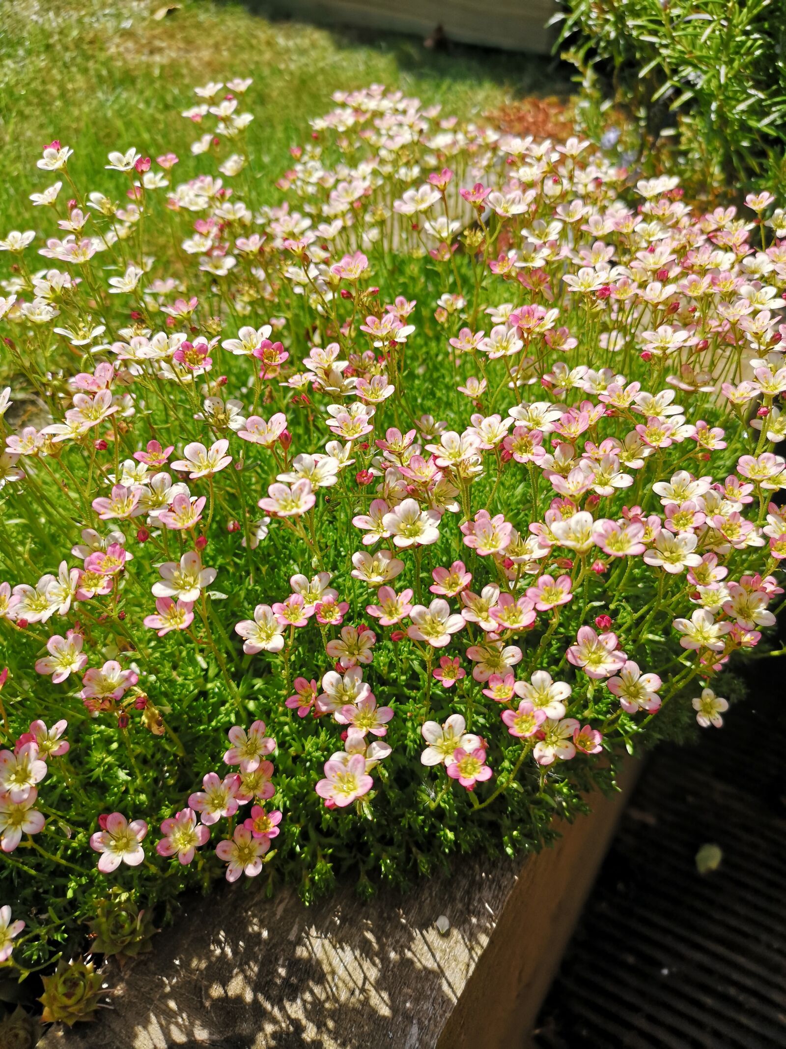 HUAWEI CLT-L09 sample photo. Floral, plants, garden photography