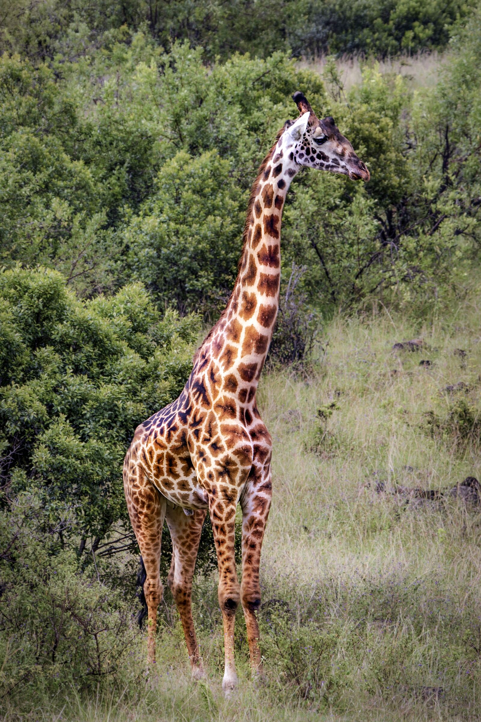 Nikon D3S sample photo. Giraffe, animal, wild photography