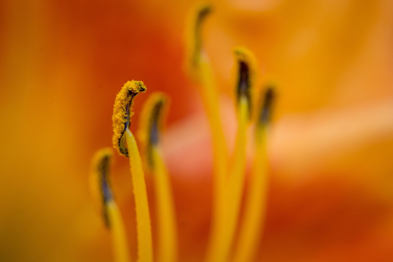 Nikon D7100 sample photo. Flower, lily, anther photography