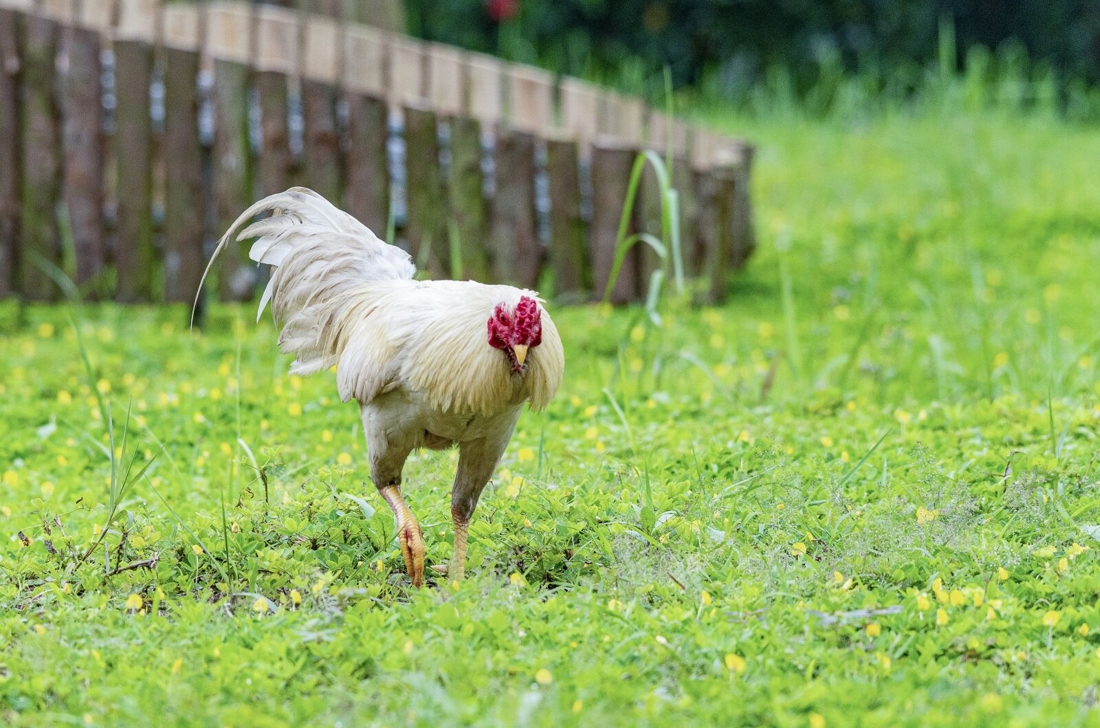 Nikon D810 sample photo. Chicken, rico, delicious photography