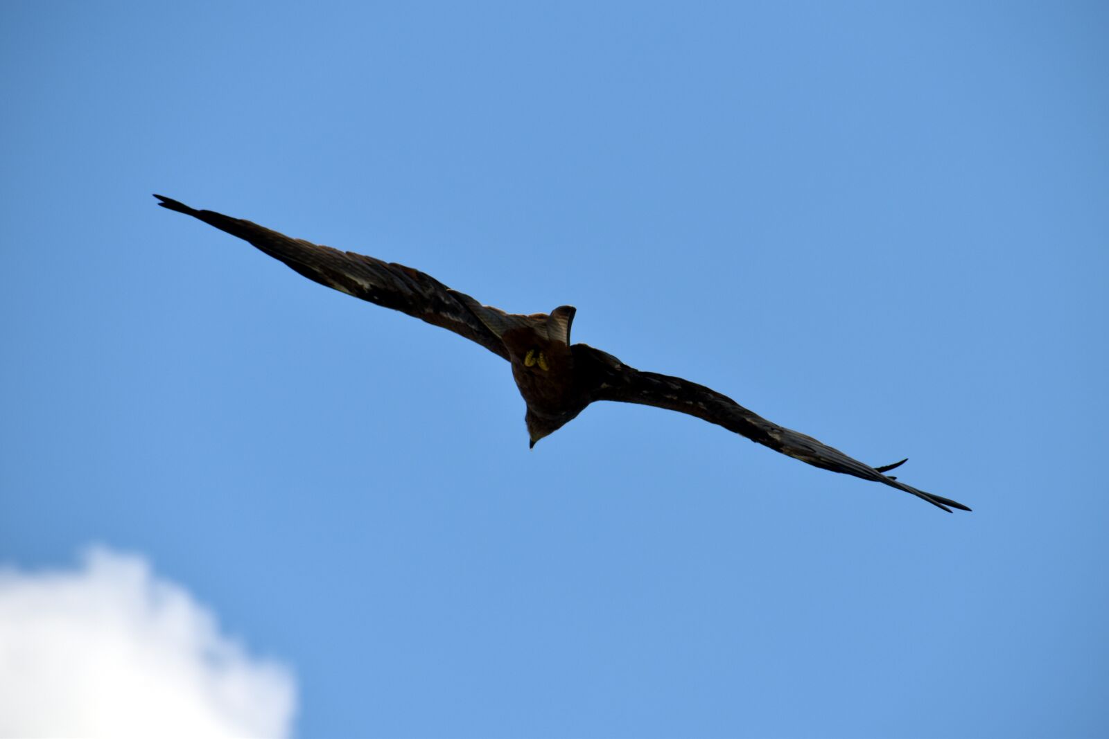 Nikon D5600 sample photo. Black kite, flying, predator photography