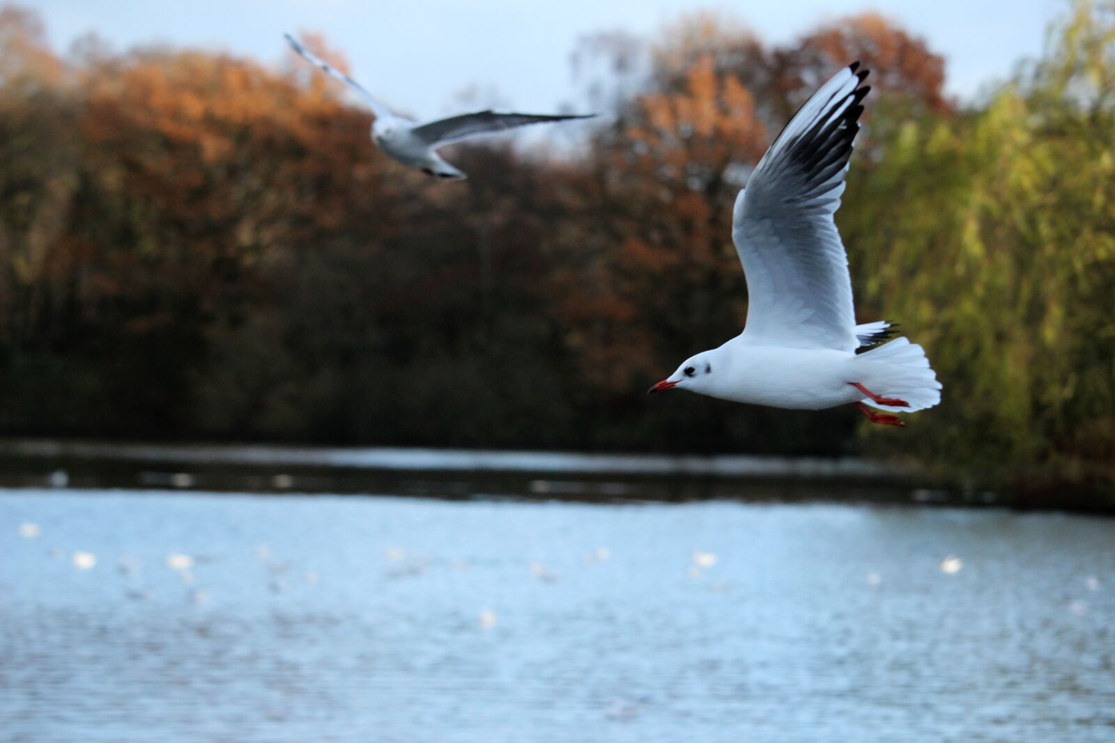 Canon EF-S 55-250mm F4-5.6 IS STM sample photo. Bird, flying, seagull photography