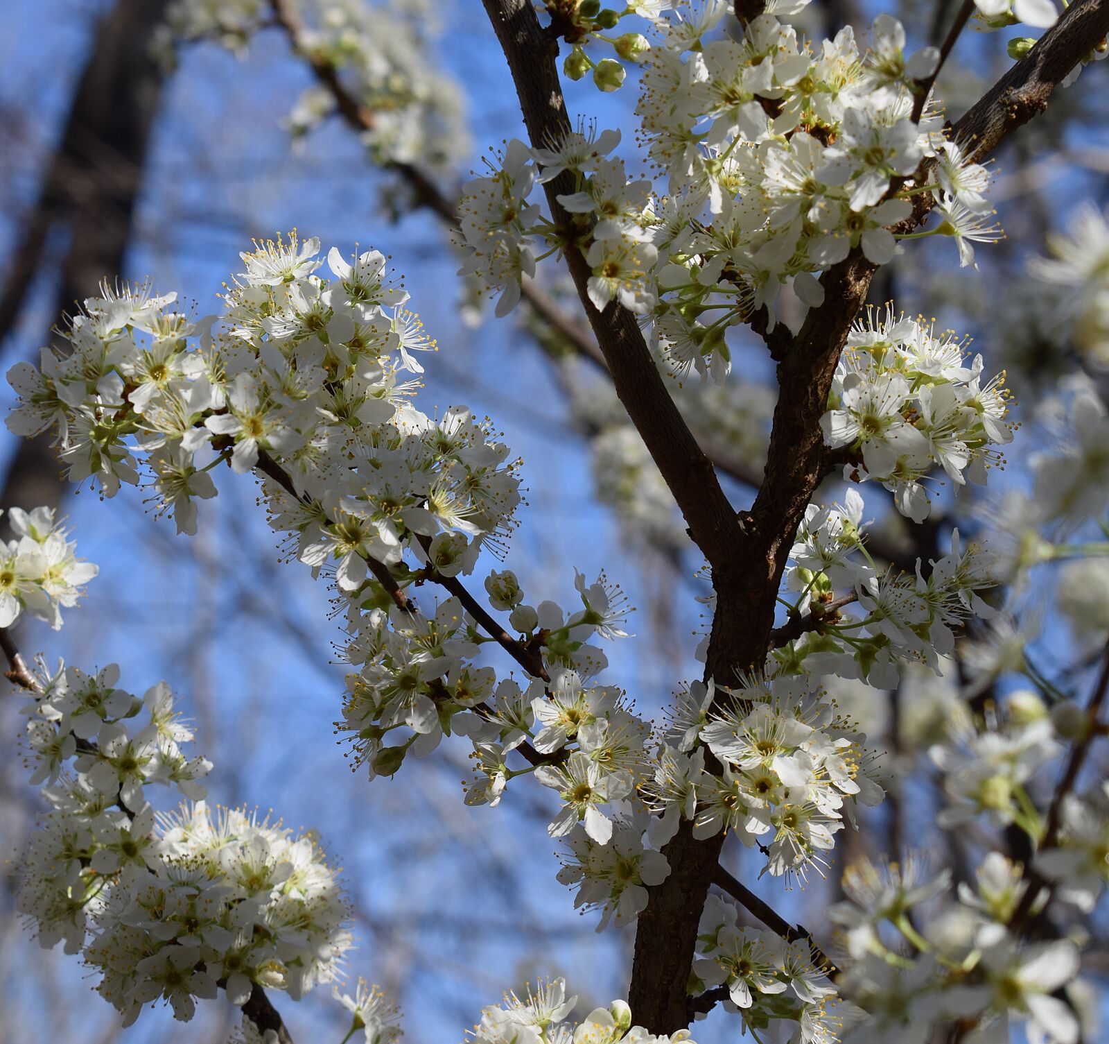 Nikon D3300 sample photo. Cherry blossoms, cherry tree photography