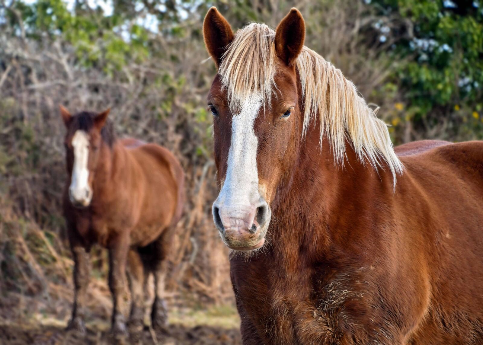 Nikon D500 sample photo. Animal, horse, cavalry, tree photography