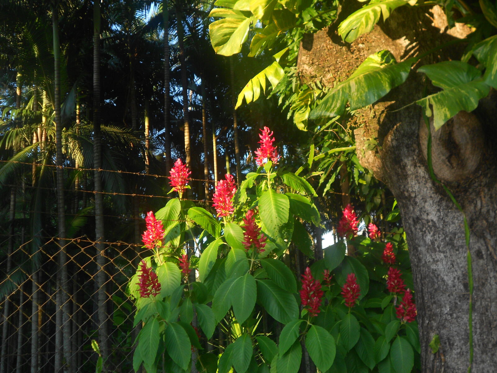 Nikon COOLPIX S2600 sample photo