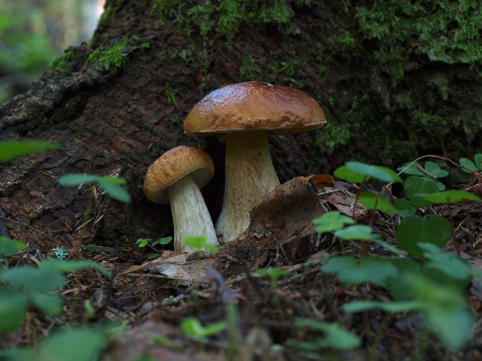 Olympus E-520 (EVOLT E-520) sample photo. Mushrooms, white mushroom, forest photography