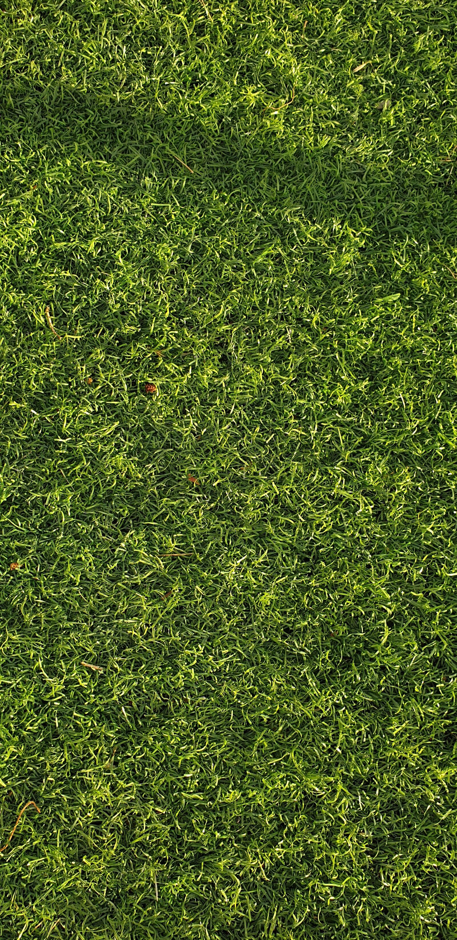 Samsung Galaxy Note9 sample photo. Green, ground, amazing photography