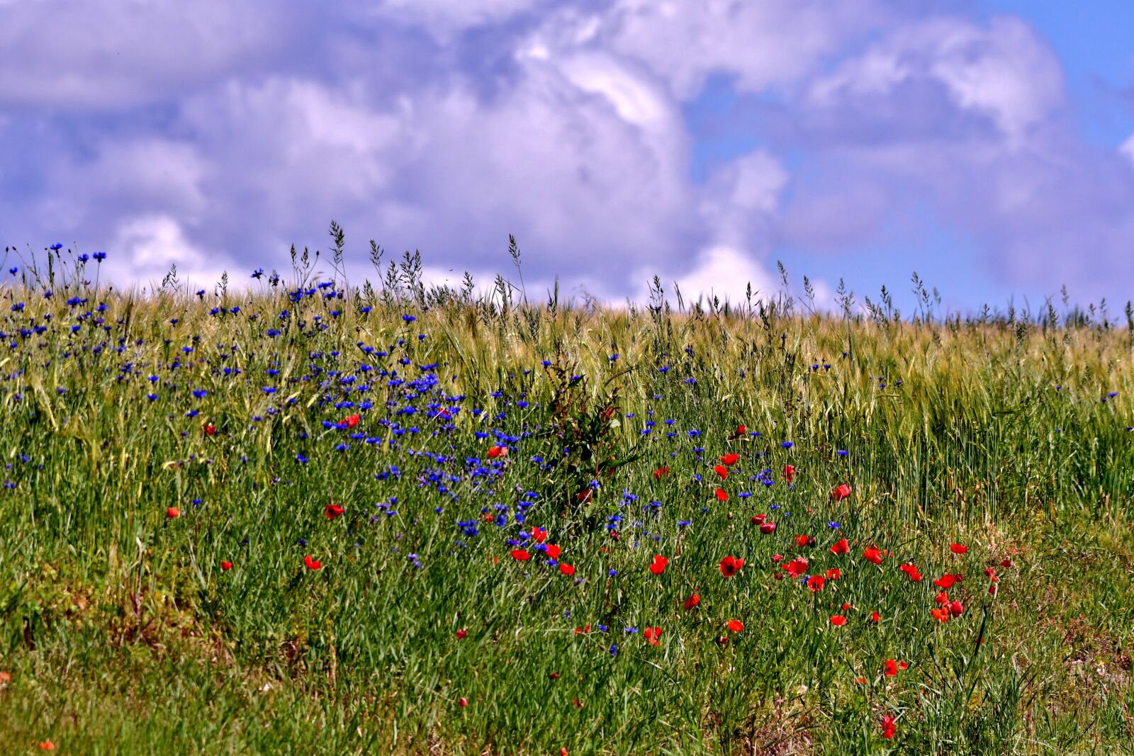 Nikon D500 sample photo. Summer flowers, poppies, cornflowers photography
