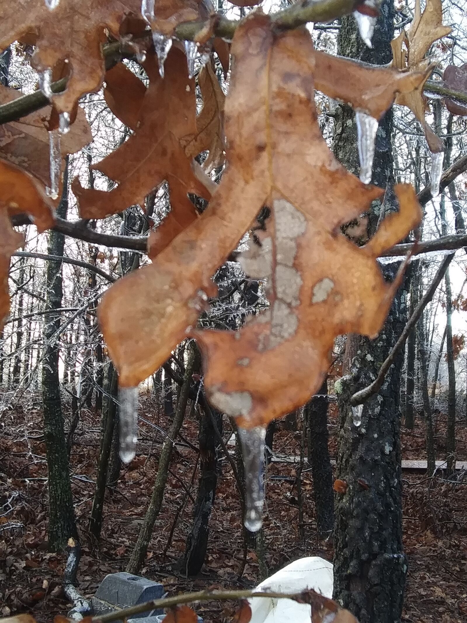 LG PREMIER PRO sample photo. Ice, leaf, frost photography