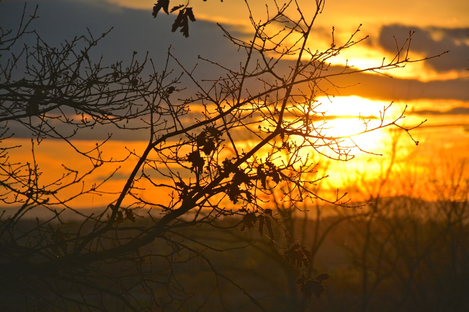 Nikon D7100 sample photo. Poetic, sun, treetop photography