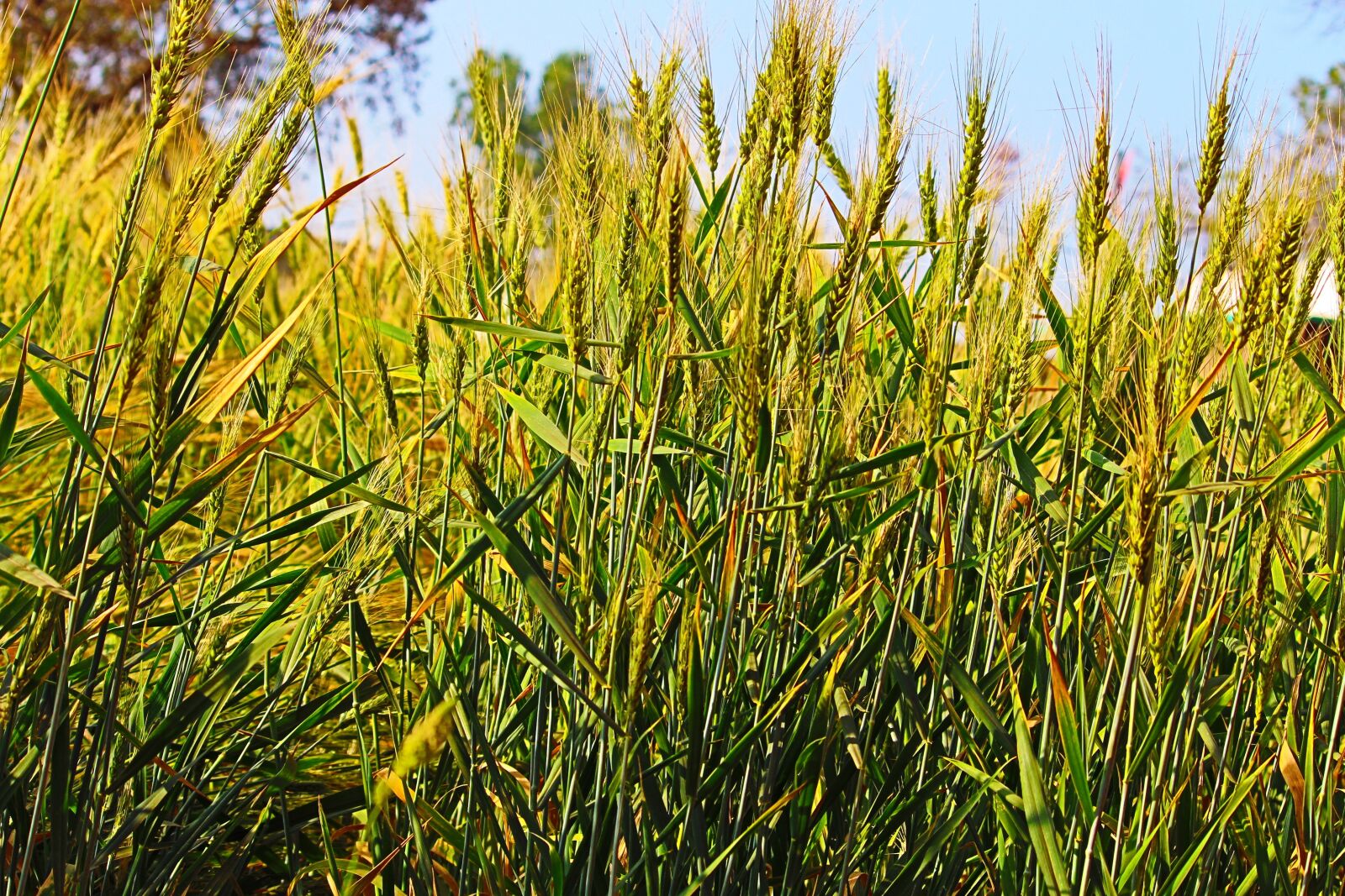 Canon EOS 700D (EOS Rebel T5i / EOS Kiss X7i) sample photo. Field, crop, cereal photography