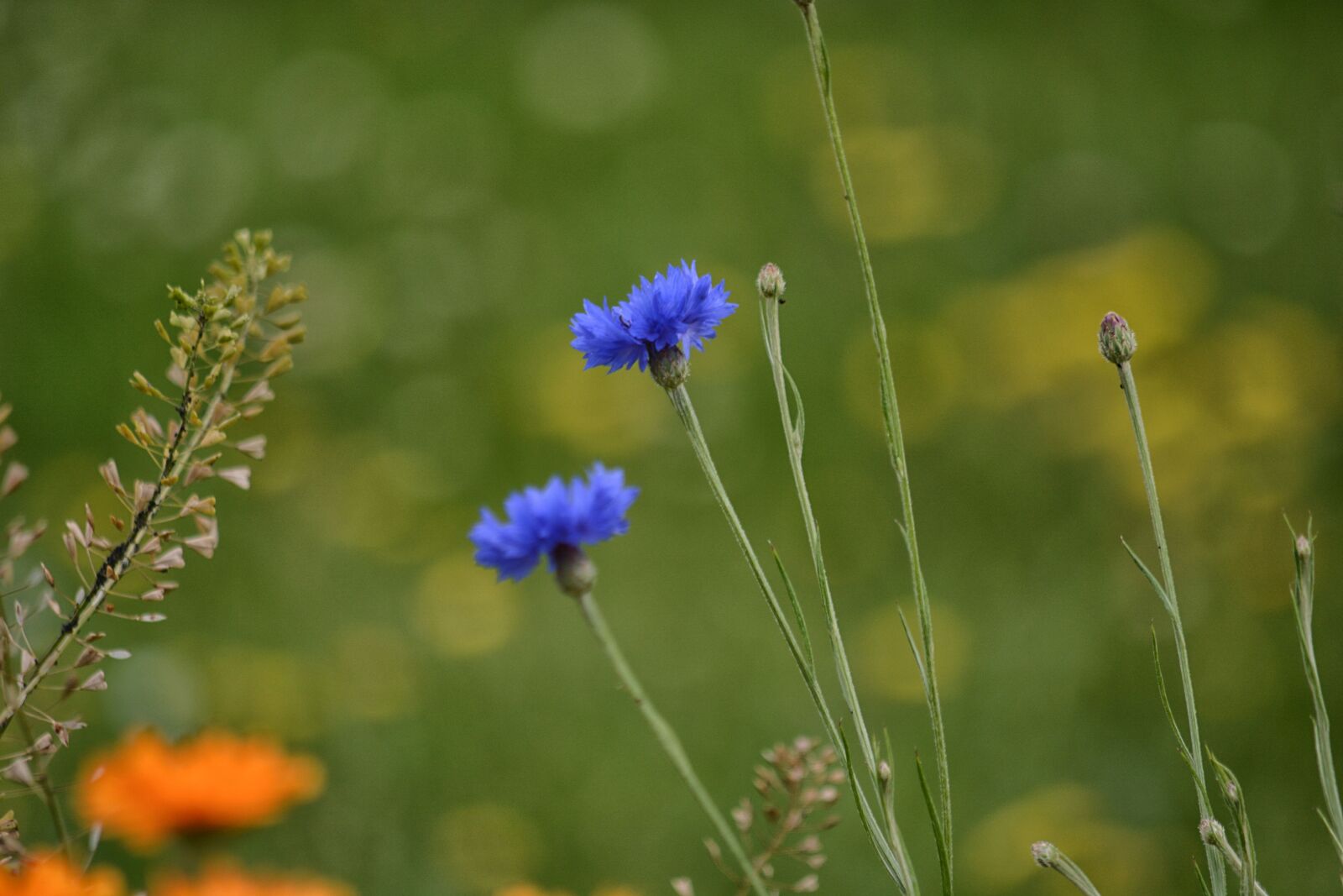 Nikon D5200 sample photo. Bleu, bleuets, botanique, champs photography
