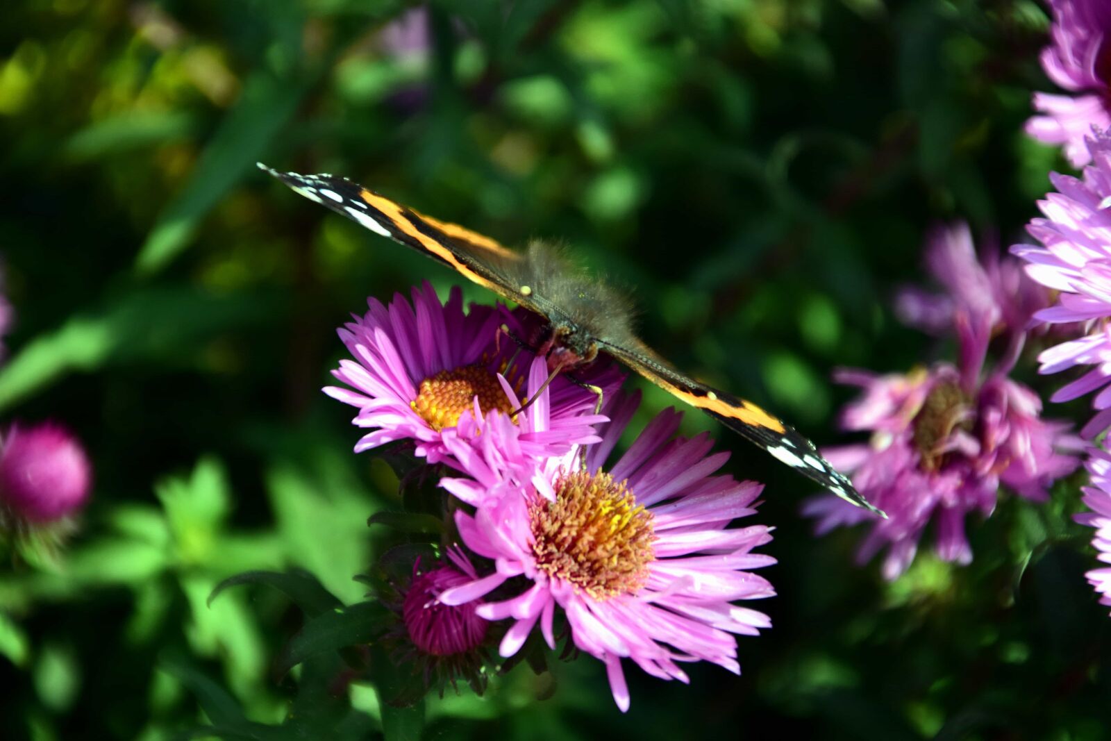 Nikon D3300 sample photo. Flower, flora, petal, butterfly photography