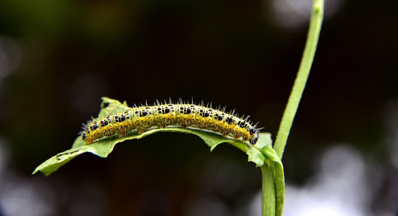 Nikon D750 sample photo. Caterpillar, butterfly caterpillar, nature photography