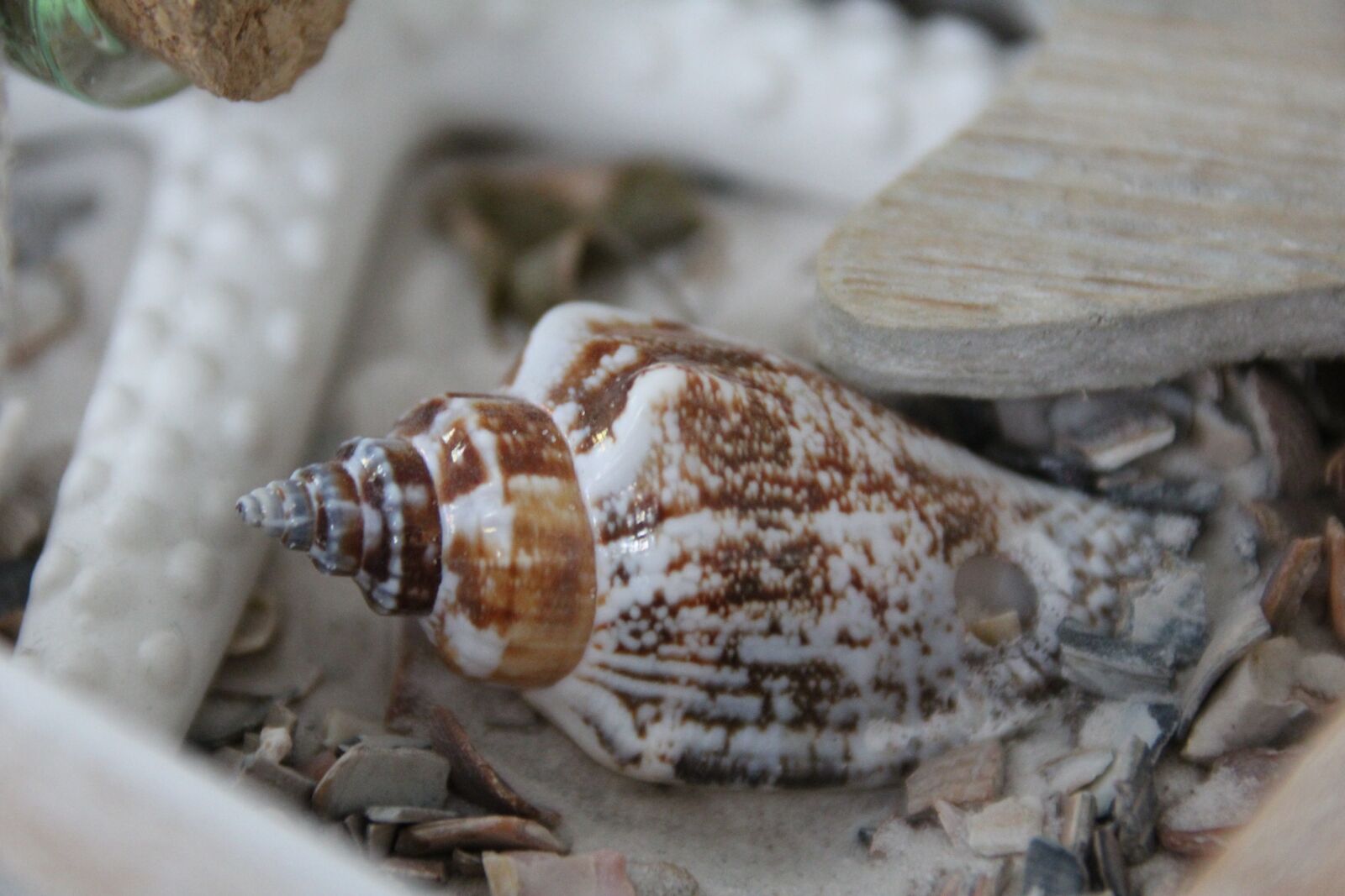 Canon EOS 1200D (EOS Rebel T5 / EOS Kiss X70 / EOS Hi) sample photo. Shell, deco, beach photography