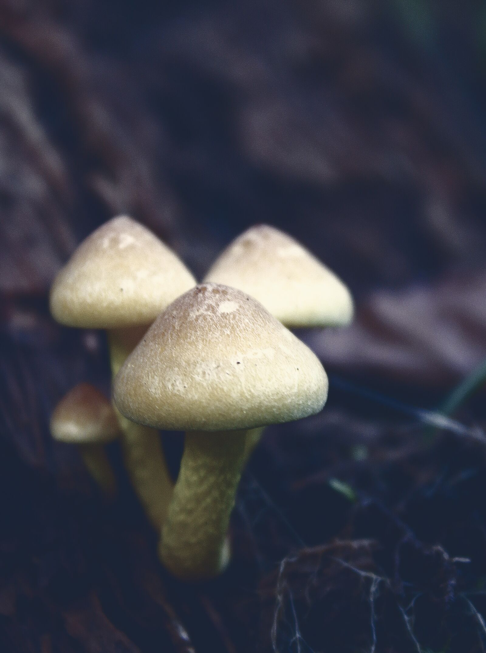 Canon EOS 70D sample photo. Mushrooms, forest, forest floor photography